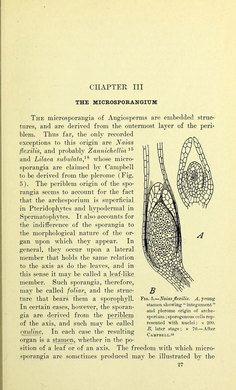 CHAPTER III THE MICKOSPORANGITJM The mierosporangia of Angiosperms are embedded struc- tures, and are derived from tbe outermost layer of the peri- blem. Thus far, the only recorded exceptions to this origin are Naias flexilis, and probably Zannichellia and Lilaea suhiilata,^^ whose micro- sporangia are claimed by Campbell to be derived from the plerome (Fig. 5). The periblem origin of the spo- rangia seem_s to account for the fact that the archesporium is superficial in Pteridophytes and hypodermal in Spermatophytes. It also accounts for the indifference of the sporangia to the morphological nature of the or- gan upon which they appear. In general, they occur upon a lateral member that holds the same relation to the axis as do the leaves, and in this sense it may be called a leaf-like member. Such sporangia, therefore, may be called foliar, and the struc- ture that bears them a sporophyll. In certain cases, however, the sporan- gia are derived from the periblem of the axis, and such may be called cauline. In each case the resulting organ is a stamen, whether in the po- sition of a leaf or of an axis. The freedom with which micro- sporangia are sometimes produced may be illustrated by the 27 Fig. 5.—JVaias Jlexilis. A, young stamen showing “ integument ” and plerome origin of arche- sporium ; sporogenous cells rep- resented with nuclei: x 200. £, later stage; x 70.—After Campbell.15