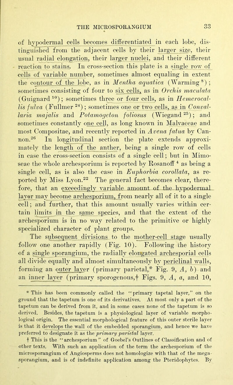 of hypodermal cells becomes differentiated in each lobe, dis- tingnished from the adjacent cells by their larger size, their nsnal radial elongation, their larger nuclei, and their different reaction to stains. In cross-section this plate is a single row of cells of variable numbei*, sometimes almost equaling in extent the contour of the lobe, as in Mentha aquatica (Warming®) ; sometimes consisting of four to six cells, as in Orchis maculata (Guignard; sometimes thi^e or four cells, as in Hemerocal- lis fulva (Fullmer “■*) ; sometimes one or two cells, as in Conval- laria majalis and Potamogeton foUosus (Wiegand ; and sometimes constantly one cell, as long known in Malvaceae and most Compositae, and recently reported in Avena fatua by Can- non.”® In longitudinal section the plate extends approxi- mately the length of the anther, being a single row of cells in case the cross-section consists of a single cell; but in Mimo- seae the whole archesporium is reported by Rosanoff as being a single cell, as is also the case in Euphorbia corollata, as re- ported by Miss Lyon.^^ The general fact becomes clear, there- fore, that an exceedingly variable amount of the. hypodermal layer may become archpsporium, from nearly all of it to a single cell; and fiirther, that this amount usually varies within cer- tain limits in the same sj:)ecies, and that the extent of the archesporium is in no way related to the primitive or highly specialized character of plant groups. The subsequent divisions to the mother-celL,stage usually follow one another rapidly (Fig. 10). Following the history of a single sporangium, the radially elongated archesporial cells all divide equally and almost simultaneously by p^riclinal walls, forming an outer layer (primary parietal,* Fig. 9, A, h) and an inner layer (primary sporogenous,j- Figs. 9, A, a, and 10, * This has been commonly called the “primary tapetal layer,” on the ground that the tapetum is one of its derivatives. At most only a part of the tapetum can be derived from it, and in some cases none of the tapetum is so derived. Besides, the tapetum is a physiological layer of variable morpho- logical origin. The essential morphological feature of this outer sterile layer is that it develops the wall of the embedded sporangium, and hence we have preferred to designate it as the primary parietal layer. f This is the “archesporium” of Goebel’s Outlines of Classification and of other texts. With such an application of the term the archesporium of the microsporangium of Angiosperms does not homologize with that of the mega- sporangium, and is of indefinite application among the Pteridophytes. By