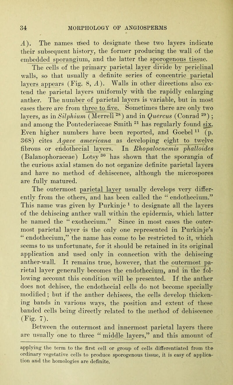 A). The names xTsed to designate these two layers indicate tlieir subsequent history, the former producing the wall of the embedded sporangium, and the latter the sporogenous tissue. The cells of the primary parietal layer divide by periclinal walls, so that usually a definite series of concentric parietal layers appears (Fig. 8, A). Walls in other directions also ex- tend the parietal layers uniformly with the rapidly enlarging anther. The number of parietal layers is variable, hut in most cases there are from three to five. Sometimes there are only two layers, as Silphium (Merrell and in Quercus (Conrad ; and among the Pontederiaceae Smith has regularly found six. Even higher numbers have been reported, and Goebel (p. 368) cites Agave americana as developing eight to Uvelve fibrous or eiidothecial layers. In Rhopalocnemis pJialloides (Balanophoraceae) Lotsy has shown that the sporangia of the curious axial stamen do not organize definite parietal layers and have no method of dehiscence, although the microspores are fully matured. The oxitermost parietal layer usually develops very differ- ently from the others, and has been called the “ endothecium.” This name was given by Pxirkinje ^ to designate all the layers of the dehiscing anther wall within the epidermis, Avhich latter he named the “ exothecium.” Since in most cases the outer- most parietal layer is the only one represented in Purkinje’s “ endothecium,” the name has come to be restricted to it, which seems to us unfortunate, for it should he retained in its original application and used only in connection with the dehiscing anther-wall. It remains true, however, that the outermost pa- rietal layer generally becomes the endothecium, and in the fol- lowing account this condition will be presented. If the anther does not dehisce, the endothecial cells do not become specially modified; hut if the anther dehisces, the cells develop thicken- ing bands in various ways, the position and extent of these handed cells being directly related to the method of dehiscence (Fig. 7). Between the outermost and innermost parietal layers there are usually one to three “ middle layers,” and this amount of applying the term to the first cell or group of cells differentiated from the ordinary vegetative cells to produce sporogenous tissue, it is easy of applica- tion and the homologies are definite.