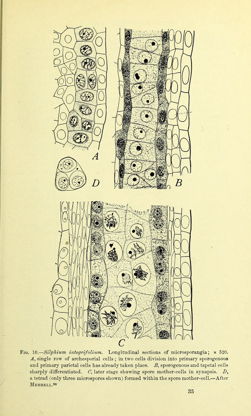 Fig. 10.—Silphium integrifolium. Longitudinal sections of microsporangia; x 520. A, single row of archesporial cells ; in two cells division into primary sporogenous and primary parietal cells has already taken place. Ji, sporogenous and tapetal cells sharply differentiated. O, later stage sliowing spore mother-cells in synapsis. D, a tetrad (only three microspores shown) formed within the spore mother-cell.—After Merrell.28