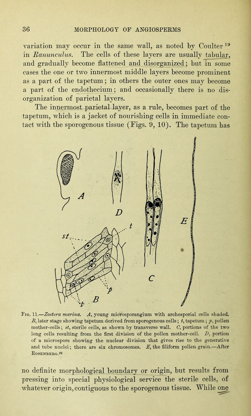 variation may occur in the same wall, as noted by Coulter in Ranunculus. The cells of these layers are usually tabular, and gradually become flattened and disorganized; hut in some cases the one or two innermost middle layers become prominent as a part of the tapetum; in others the outer ones may become a part of the endothecium; and occasionally there is no dis- organization of parietal layers. The innermost parietal layer, as a rule, becomes part of the tapetum, which is a jacket of nourishing cells in immediate con- tact with the sporogenous tissue (Figs. 9, 10). The tapetum has Fig. 11.—Zostera marina. A, young mictosporangium with archesporial cells shaded. A, later stage showing tapetum derived from sporogenous cells; t, tapetum; p, pollen mother-cells; st, sterile cells, as shown by transverse wall. (7, portions of the two long cells resulting from the first division of the pollen mother-cell. D, portion of a microspore showing the nuclear division that gives rise to the generative and tube nuclei; there are six chromosomes. E, the filiform pollen grain.—After Koseitberg.32 no deflnite morphological boundary or origin, but results from pressing into special physiological service the sterile cells, of whatever origin, contiguous to the sporogenous tissue. While one