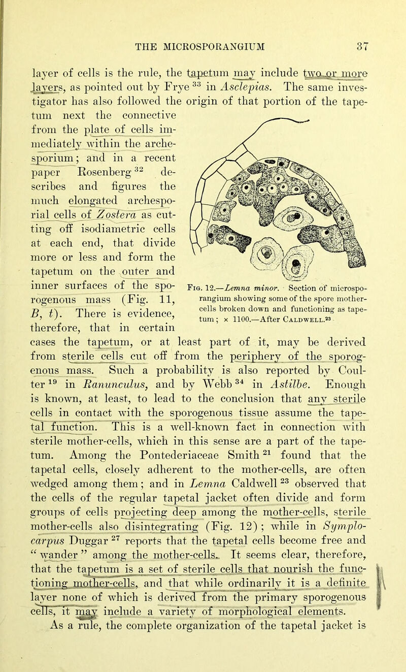 Fig. 12.—Lemna minor. Section of microspo- rangium showing some of the spore mother- cells broken down and functioning as tape- turn ; X 1100.—After Caldwell.’’^ layer of cells is the rule, the tapetum may include tffO.^rjuQre layers, as pointed out by Frye in Asclepias. The same inves- tigator has also followed the origin of that portion of the tape- turn next the connective from the plate of cells im- mediately within the arche- ^orium; and in a recent paper Rosenberg de- scribes and figures the much elongated archespo- rial cejls of Zostefa cut- ting off isodiametric cells at each end, that divide more or less and form the tapetiim on the outer and inner surfaces of the spo- rogenous mass (Fig. 11, B, t). There is evidence, therefore, that in certain cases the tapetum, or at least part of it, may be derived from sterile cells cut off from the periphery of the sporog- enous mass. Such a probability is also reported by Coul- ter in Ranunculus, and by Webb^'* in Astilbe. Enorigh is known, at least, to lead to the conclusion that any sterile cells in contact with the sporogenous tissue assume the tape- tal function. This is a well-known fact in connection with sterile mother-cells, which in this sense are a part of the tape- tum. Among the Pontederiaceae Smith found that the tapetal cells, closely adherent to the mother-cells, are often wedged among them; and in Lemna Caldwell observed that the cells of the regular tapetal jacket often divide and form groups of cells projecting deep among the mother-ceills, sterile mother-cells also disintegrating (Fig. 12) ; while in Symplo- carpus Duggar reports that the tapetal cells become free and wander ” among the mother-cells.. It seems clear, therefore, that the tapetum is a^^set of sterile^ cells, that nourish the func- tioning mother-cells, and that while ordinarily it is a definite layer none of which is derived*Trom the primary sporogenous cells, it rn^y include a variety of morphological elements. As a rule, the complete organization of the tapetal jacket is