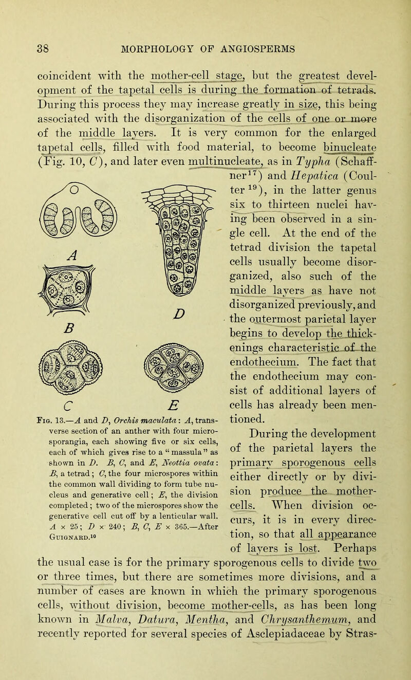 D coincident with the mother-cell stage, but the greatest devel- opment of the tapetal cells is during the formation of tetra4s. During this process they may increase greatly in size, this being associated with the disorganization of the cells of one orumoi’e of the middle lay^ers. It is very common for the enlarged tapetal cells, filled with food material, to become binucleate (Fig. 10, (7), and later even multinucleate, as in Typha (Schaff- ner^’^) and llepatica (Coul- ter^®), in the latter genus six to thirteen nuclei hav- ing been observed in a sin- gle cell. At the end of the tetrad division the tapetal cells usually become disor- ganized, also such of the naiddle layers as have not disorganized previously, and the o.utermost parietal layer begins to develop the thick - enings characteristic_o£-the endothecium. The fact that the endothecium may con- sist of additional layers of cells has already been men- tioned. During the development of the parietal layers the primary sporpgenous cells either directly or by divi- sion produce the mother- cells. When division oc- curs, it is in every direc- tion, so that all appearance of layers is lost. Perhaps the Tisiial case is for the primary sporogenous cells to divide pvo or three times, but there are sometimes more divisions, and a number of cases are known in which the primary sporogenous cells, without division, become mother-cells, as has been long known in Malva, Datura, Mentha, and Chrysanthemum, and recently rej^orted for several species of Asclepiadaceae by Stras- Fig. 13.—A and D, Orchis maculata; A, trans- verse section of an anther with four micro- sporangia, each showing five or six cells, each of which gives rise to a “ massula ” as shown in D. A, C, and A, Neottia ovata: B, a tetrad; C, the four microspores within the common wall dividing to form tube nu- cleus and generative cell; E, the division completed; two of the microspores show the generative cell cut off by a lenticular wall. A X 2b \ D -K 240; B, C, E x 365.—After Guiokabd.xi
