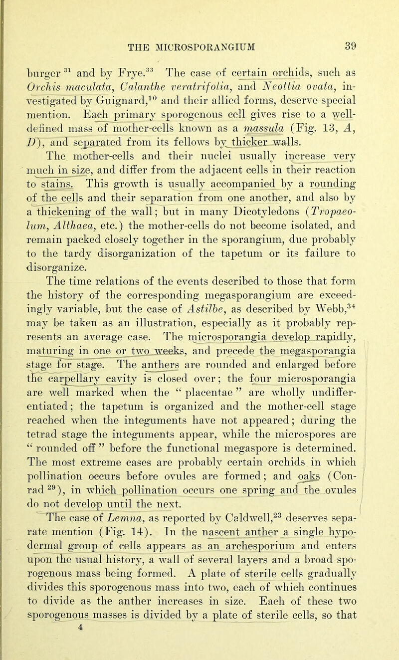 burger and by Frye.'*® The case of certain orchids, such as Orchis maculata, Calanthe veratrifolia, and Neottia ovata, in- vestigated by Guignard,'^'^ and their allied forms, deserve special mention. Each primary sporogenous cell gives rise to a well- defined mass of mother-cells known as a massula (Fig. 13, A, D), and se^parated from its fellows by_thicker walls. The mother-cells and their nuclei usually increase very much in size, and differ from the adjacent cells in their reaction to stains. This growth is usually accompanied by a rounding of the cells and their separation from one another, and also by a thickening of the wall; but in many Dicotyledons (Tropaeo- lum, Althaea, etc.) the mother-cells do not become isolated, and remain packed closely together in the sporangium, due probably to the tardy disorganization of the tapetum or its failure to disorganize. The time relations of the events described to those that form the history of the corresponding megasporangium are exceed- ingly variable, but the case of Astilhe, as described by Webb,^'^ may be taken as an illustration, especially as it probably rep- resents an average case. The niicrosporangia develop rapidly, maturing in one or two.weeks, and precede the megasporangia stage for stage. The anthers are rounded and enlarged before the carpellary cavity is closed over; the four microsporangia are well marked when the “ placentae ” are wholly undiffer- entiated ; the tapetum is organized and the mother-cell stage reached when the integuments have not appeared; during the tetrad stage the integuments appear, while the microspores are rounded off ” before the functional niegaspore is determined. The most extreme cases are probably certain orchids in which pollination occurs before ovules are formed; and o_a^ (Con- rad in which pollination occurs one spring and the ovules do not develop until the next. The case of Lenina, as reported by Caldwell,^^ deserves sepa- rate mention (Fig. 14). In the nascent anther_a single hypo- dermal group of cells appears as an archesporium and enters upon the usual history, a wall of several layers and a broad spo- rogenous mass being formed. A plate of sterile cells gradually divides this sporogenous mass into two, each of which continues to divide as the anther increases in size. Each of these two sporogenous masses is divided by a plate of sterile cells, so that 4