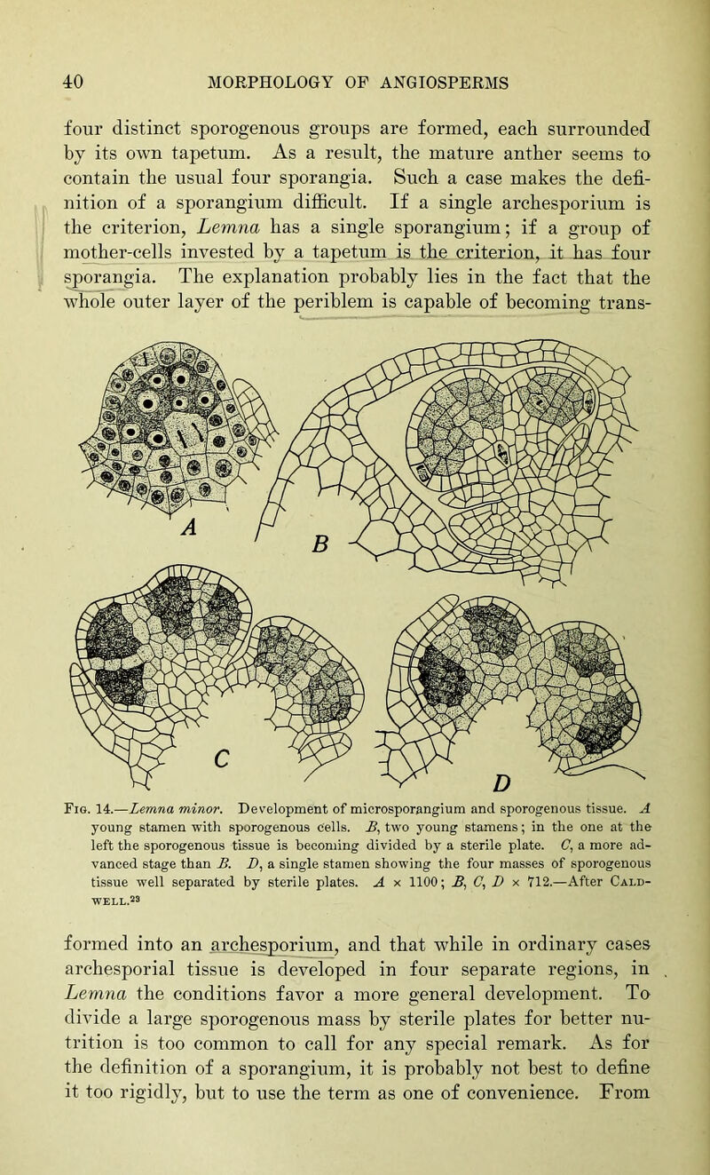 four distinct sporogenous groups are formed, each surrounded by its own tapetum. As a result, the mature anther seems to contain the usual four sporangia. Such a case makes the defi- nition of a sporangium difficult. If a single archesporium is the criterion, Lemna has a single sporangium; if a group of moAer-cells invested by a tapetum is the criterion, it has four sporangia. The explanation probably lies in the fact that the whole outer layer of the periblem is capable of becoming trans- Fig. 14.—Lemna minor. Development of microsporangium and sporogenous tissue. A young stamen with sporogenous cells. A, two young stamens; in the one at the left the sporogenous tissue is becoming divided by a sterile plate. a more ad- vanced stage than B. i), a single stamen showing the four masses of sporogenous tissue well separated by sterile plates. A x 1100; B., C., D y. 712.—After Cald- WELL.23 formed into an archesporium, and that while in ordinary cases archesporial tissue is developed in four separate regions, in Lemna the conditions favor a more general development. To divide a large sporogenous mass by sterile plates for better nu- trition is too common to call for any special remark. As for the definition of a sporangium, it is probably not best to define it too rigidly, but to use the term as one of convenience. From