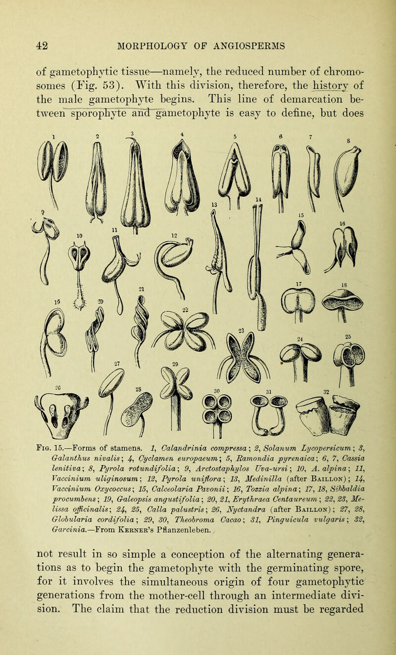 of gametophytic tissue—namely, the reduced number of chromo- somes (Fig. 53). With this division, therefore, the history of the male gametophyte begins. This line of demarcation be- tweeiT'sporopFyde a'iid gametophyte is easy to define, but does Fig. 15.—Forms of stamens. 1, Calandrinia compressa; Solanum Lycopersieum; 5, G-alanthus nivaUs\ Cyclamen europaeum\ 5, Ramondia pyrenaica\ 6, 7, Cassia lenitiva; 8, Pyrola rotundifolia; 9, Arctostapliylos Uva-ursi; 10, A. alpina; 11, Vaccinium uliginosum-. 12, Pyrola unijlora\ 13, Medinilla (after Baillon) ; 14, Vaccinium Oxycoccus; 15, Calceolaria Pavonii; 16, Tozzia alpina; 17, 18, Sihbaldia procumbens; 19, Galeopsis angustifolia; 20, 21, Erythraea Centaureum; 22, 23, Me- lissa officinalis-, 24, 25, Calla palustris-, 26, Nyctandra (after Baillon); 277, 28, Globularia cordifolia; 29, SO, Theobroma Cacao; 31, Pinguicula vulgaris; 32, Garcinia.—From Kerneb’s Pflanzenleben. not result in so simple a conception of the alternating genera- tions as to begin the gametophyte with the germinating spore, for it involves the simultaneous origin of four gametophytic generations from the mother-cell through an intermediate divi- sion. The claim that the reduction division must be regarded