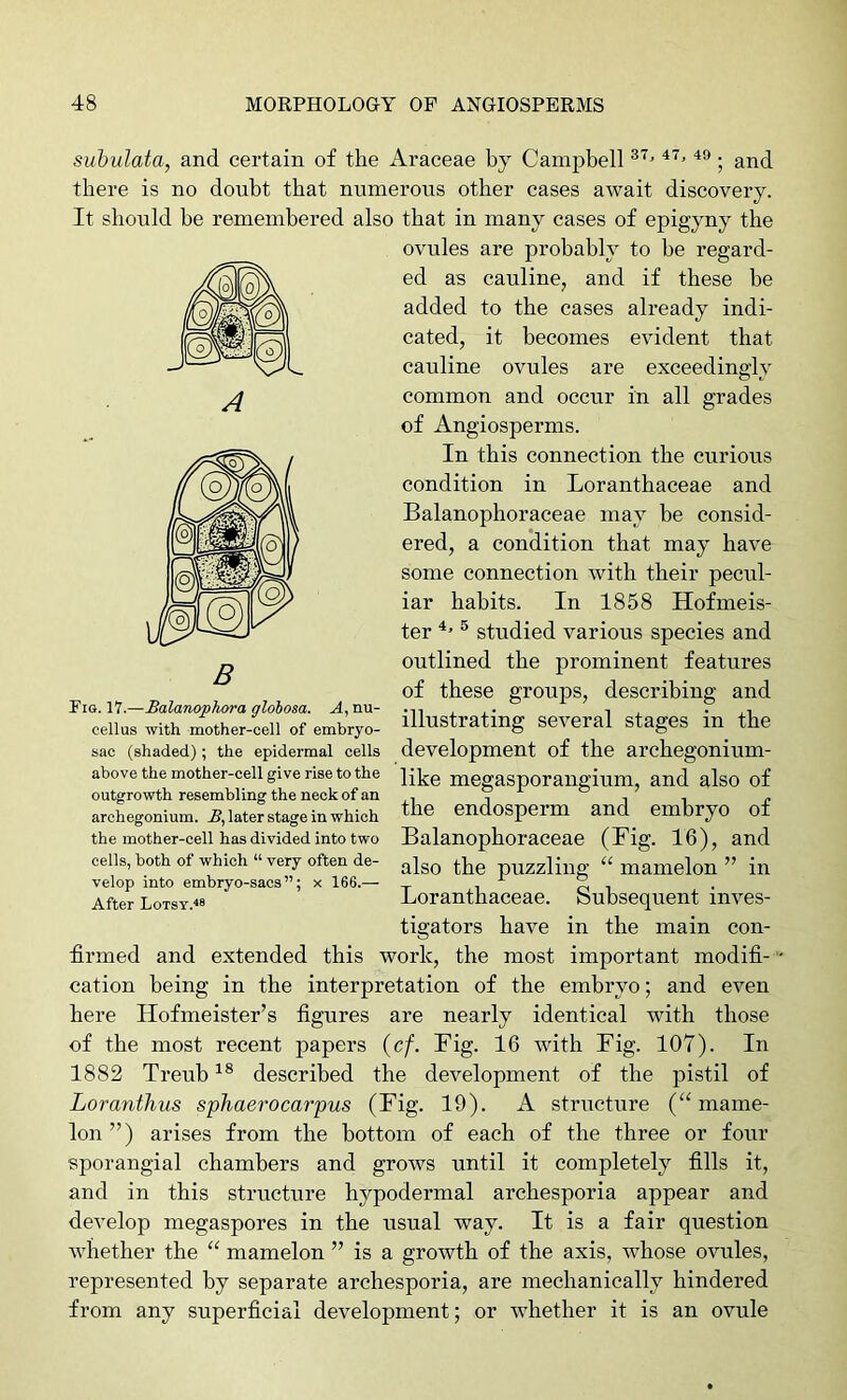 subulata, and certain of the Araceae by Campbell ; and there is no doubt that numerous other cases await discovery. It should be remembered also that in many cases of epigyny the ovules are probably to be regard- ed as cauline, and if these be added to the eases already indi- cated, it becomes evident that cauline ovules are exceedingly common and occur in all grades of Angiosperms. In this connection the curious condition in Lorantbaceae and Balanophoraceae may be consid- ered, a condition that may have some connection with their pecul- iar habits. In 1858 Hofmeis- ter ® studied various species and outlined the prominent features of these groups, describing and Pig. 17.—Balanophora qlohosa. A.nu- -m , . • i eelius with mother-cell of embryo- illustrating Several stages in the sac (shaded); the epidermal cells development of the ai’chegOnium- above the mother-cell give rise to the megasporangium, and also of outgrowth resembling the neck of an , ? , , - archegonium. A, later stage in which 111® Cndosperm and embryo of the mother-cell has divided into two Balanopboraceae (Fig. 16), and cells, both ol which “ very often de- puzzlillg “ mamelon ” ill velop into embryo-sacs”; x 166.— _ , ^ , After Lotsy.« Lorantliaceae. bubsequent inves- tigators have in the main con- firmed and extended this work, the most important modifi- cation being in the interpretation of the embryo; and even here Hofmeister’s figures are nearly identical with those of the most recent papers (cf. Fig. 16 with Fig. 107). In 1882 Treub described the development of the pistil of Lorantlius sphaerocarpus (Fig. 19). A structure (“mame- lon ”) arises from the bottom of each of the three or four sporangial chambers and grows until it completely fills it, and in this structure hypodermal archesporia appear and develop megaspores in the usual way. It is a fair question whether the “ mamelon ” is a growth of the axis, whose ovules, represented by separate archesporia, are mechanically hindered from any superficial development; or whether it is an ovule