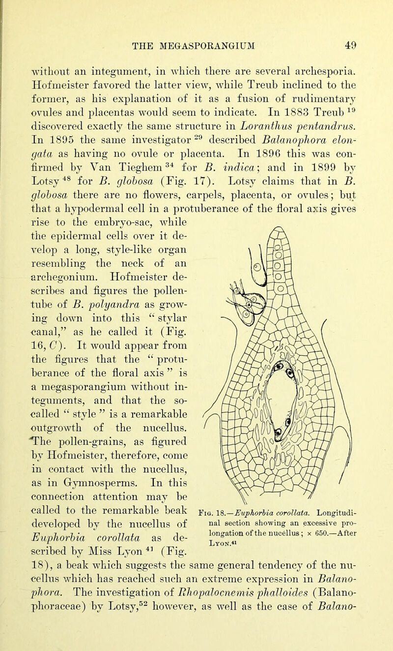 ■without an integument, in which there are several archesporia. Hofmeister favored the latter view, while Treuh inclined to the former, as his explanation of it as a fusion of rudimentary ovules and placentas worild seem to indicate. In 1883 Treuh discovered exactly the same structure in Loranthus pentandrus. In 1895 the same investigator described Balanophora elon- gata as having no ovule or placenta. In 1896 this was con- firmed by Van Tieghem^* for B. indica] and in 1899 by Lotsyfor B. globosa (Fig. 17). Lotsy claims that in B. glohosa there are no flowers, carpels, placenta, or ovules; but that a hypodermal cell in a protuberance of the floral axis gives rise to the embryo-sac, while the epidermal cells over it de- velop a long, style-like organ the neck of an Hofmeister de- scribes and figures the pollen- tube of B. polyandra as grow- ing down into this “ stylar ■canal,” as he called it (Fig. 16, (7). It would appear from the figures that the “ protu- berance of the floral axis ” is a megasporangium without in- teguments, and that the so- called resembling arcbegonium outgrowth style ” is a remarkable of the nucellus. 'The pollen-grains, as figured by Hofmeister, therefore, come in contact with the nucellus, as in Gymnosperms. In this connection attention may be called to the remarkable beak developed by the nucellus of Euphorbia corollata as de- scribed by Miss Lyon (Fig. 18), a beak which suggests the same general tendency of the nu- cellus which has reached such an extreme expression in Balano- phora. The investigation of Rhopalocnemis phalloides (Balano- phoraceae) by Lotsy,®^ however, as well as the case of Balano- Fig. 18.—Euphorbia corollata. Longitudi- nal section showing an excessive pro- longation of the nucellus; x 650.—After Lton.<*