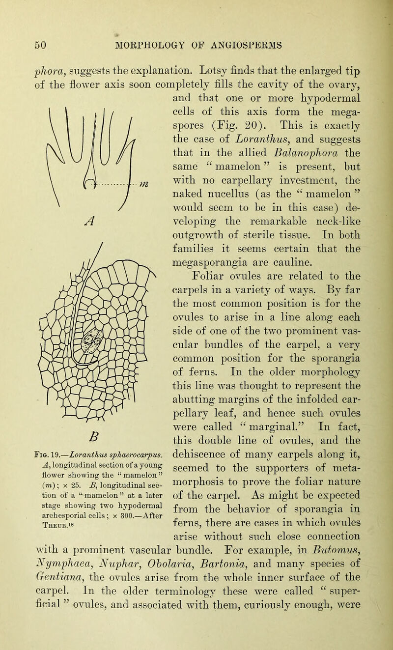pliora, suggests the explanation. Lotsy finds that the enlarged tip of the flower axis soon completely fills the cavity of the ovary, and that one or more hypodermal cells of this axis form the mega- spores (Fig. 20). This is exactly the case of Lorantlius, and suggests that in the allied Balanopliora the same “ mamelon ” is present, but with no carpellary investment, the naked nucellus (as the “ mamelon would seem to be in this case) de- veloping the remarkable neck-like outgrowth of sterile tissue. In both families it seems certain that the megasporangia are cauline. Foliar ovules are related to the carpels in a variety of ways. By far the most common position is for the ovules to arise in a line along each side of one of the two prominent vas- cular bundles of the carpel, a very common position for the sporangia of ferns. In the older morphology this line was thought to represent the abutting margins of the infolded car- pellary leaf, and hence such ovules were called “ marginal.” In fact, this double line of ovules, and the dehiscence of many carpels along it, seemed to the supporters of meta- morphosis to prove the foliar nature of the carpel. As might he expected from the behavior of sporangia in ferns, there are cases in which ovules arise without such close connection with a prominent vascular bundle. For example, in Biitomus, Nymphaea, Nuphar, Oholaria, Bartonia, and many species of Gentiana, the ovules arise from the whole inner surface of the carpel. In the older terminology these Avere called “ super- ficial ” ovules, and associated with them, curiously enough, were B Fig. 19.—Loranthus sphaerocarpus. A, longitudinal section of a young flower showing the “mamelon” (m); X 25. jS, longitudinal sec- tion of a “ mamelon ” at a later stage showing two hypodermal archesporial cells; x 300.—After Treub.*8
