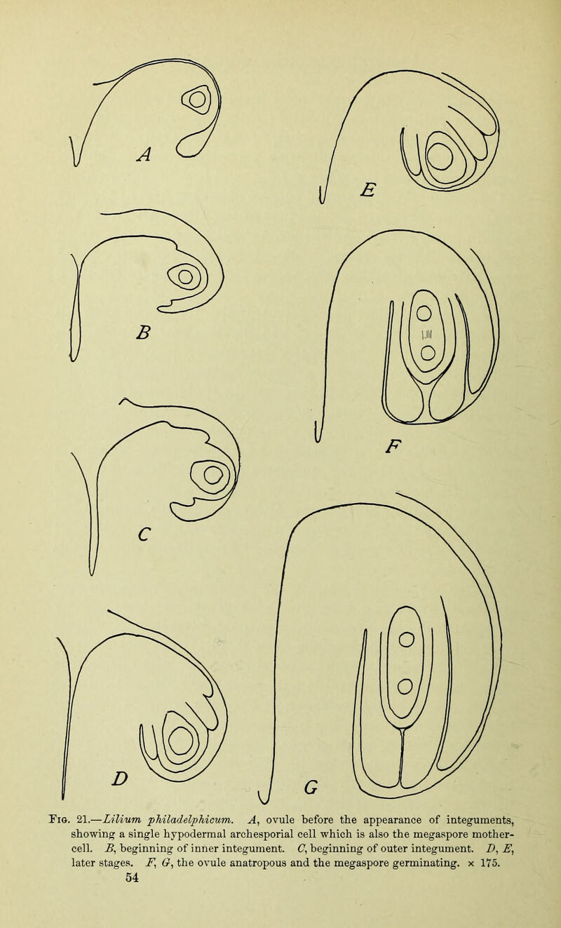 Fio. 21.—Lilium pMladelphicum. A, ovule before the appearance of integuments, showing a single hypodermal archesporial cell which is also the megaspore mother- cell. .5, beginning of inner integument. (7, beginning of outer integument. D, later stages. F, G-, the ovule anatropous and the megaspore germinating, x 175.