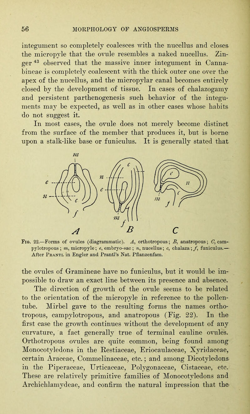 integument so completely coalesces with the nucellus and closes- the micropyle that the ovule resembles a naked nucellus. Zin- ger observed that the massive inner integument in Canna- bineae is completely coalescent with the thick outer one over the apex of the nucellus, and the micropylar canal becomes entirely closed by the development of tissue. In cases of chalazogamy and persistent parthenogenesis such behavior of the integu- ments may be expected, as well as in other cases whose habits do not suggest it. In most cases, the ovule does not merely become distinct from the surface of the member that produces it, but is borne upon a stalk-like base or funiculus. It is generally stated that. m Fig. 22.—Forms of ovules (diagrammatic). A, orthotropous; anatropous; <7, cam- pylotropous; m, micropyle; e, embryo-sac; n, nucellus; c, chalaza;/, funiculus.— After Fbantl in Engler and Prantl’s Nat. Fflanzenfam. the ovules of Gramineae have no funiculus, but it would be im- possible to draw an exact line between its presence and absence. The direction of growth of the ovule seems to be related to the orientation of the micropyle in reference to the pollen- tube. Mirbel gave to the resulting forms the names ortho- tropous, campylotropous, and anatropous (Tig. 22). In the first case the growth continues without the development of any curvature, a fact generally true of terminal cauline ovules. Orthotropous ovules are quite common, being found among Monocotyledons in the Restiaceae, Eriocaulaceae, Xyridaceae, certain Araceae, Commelinaceae, etc.; and among Dicotyledons in the Piperaceae, Urticaceae, Polygonaceae, Cistaceae, etc. These are relatively primitive families of Monocotyledons and Archichlamydeae, and confirm the natural impression that the