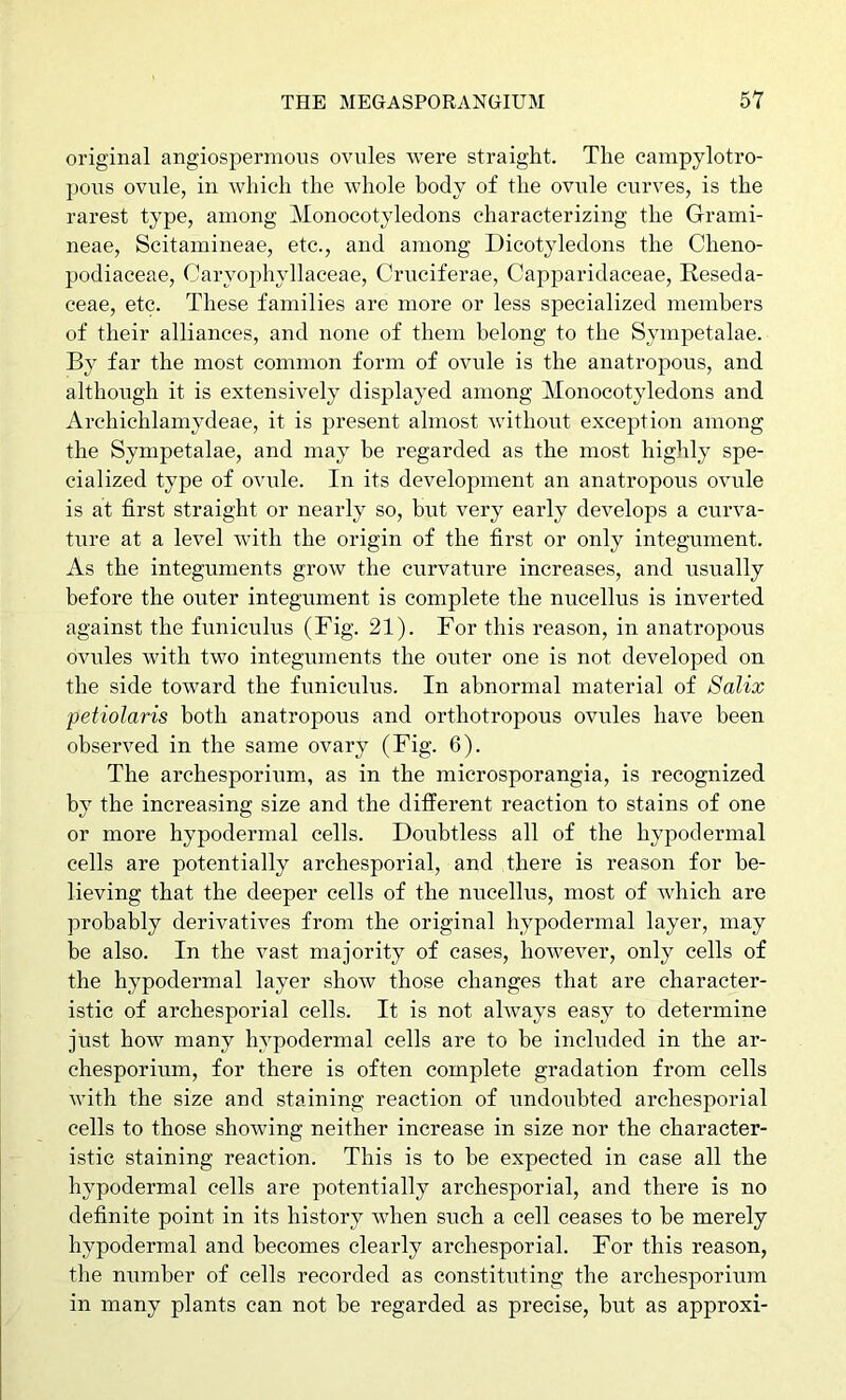 original angiospermons ovules were straight. The campylotro- jjous ovule, in which the whole body of the ovule curves, is the rarest type, among Monocotyledons characterizing the Grami- neae, Scitamineae, etc., and among Dicotyledons the Cheno- podiaceae, Caryophyllaceae, Cruciferae, Capparidaceae, Reseda- ceae, etc. These families are more or less specialized members of their alliances, and none of them belong to the Sympetalae. By far the most common form of ovule is the anatropous, and although it is extensively displayed among Monocotyledons and Archichlamydeae, it is present almost without exception among the Sympetalae, and may he regarded as the most highly spe- cialized type of ovule. In its development an anatropous ovule is at first straight or nearly so, hut very early develops a curva- ture at a level with the origin of the first or only integument. As the integuments grow the curvature increases, and usually before the outer integument is complete the nucellus is inverted against the funiculus (Fig. 21). For this reason, in anatropous ovules with two integuments the outer one is not developed on the side toward the funiculus. In abnormal material of Salix petiolaris both anatropous and orthotropous ovules have been observed in the same ovary (Fig. 6). The archesporium, as in the microsporangia, is recognized by the increasing size and the different reaction to stains of one or more hypodermal cells. Doubtless all of the hypodermal cells are potentially archesporial, and there is reason for be- lieving that the deeper cells of the nucellus, most of which are probably derivatives from the original hypodermal layer, may he also. In the vast majority of cases, however, only cells of the hypodermal layer show those changes that are character- istic of archesporial cells. It is not always easy to determine just how many hypodermal cells are to be included in the ar- chesporium, for there is often complete gradation from cells with the size and staining reaction of undoubted archesporial cells to those showing neither increase in size nor the character- istic staining reaction. This is to he expected in case all the hypodermal cells are potentially archesporial, and there is no definite point in its history when sitch a cell ceases to he merely hypodermal and becomes clearly archesporial. For this reason, the number of cells recorded as constituting the archesporium in many plants can not be regarded as precise, but as approxi-