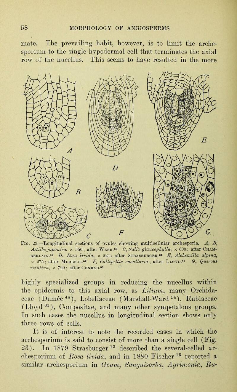 mate. The prevailing habit, however, is to limit the arche- sporiiim to the single hypodermal cell that terminates the axial row of the nncellns. This seems to have resulted in the more Fig. 23.—Longitudinal sections of ovules showing multicellular archesporia. A, A, Astilbe japonica^ x 550; after Webe.«“ SaUx glaucophylla^ x 600; after Cham- berlain.^® Rosa livida, x 224; after Strasburger.'® A, Alchemilla alpina, X 275; after Murbeck.®^ P, Callipeltis mcullaria; after Lloyd.«i G, Quereus velutina^ x 720; after Conrad.®® highly specialized groups in reducing the nucellus within the epidermis to this axial row, as Lilium, many Orchida- ceae (Dumee^^), Lobeliaceae (Marshall-Ward Rubiaceae (Lloyd ®^), Compositae, and many other sympetalous groups. In such cases the nucellus in longitudinal section shows only three rows of cells. It is of interest to note the recorded cases in which the archesporium is said to consist of more than a single cell (Fig. 23). In 1879 Strasburger described the several-eelled ar- chesporium of Rosa livida, and in 1880 Fischer reported a similar archesporium in Geum, Sanguisorha, Agrimonia, Ru-