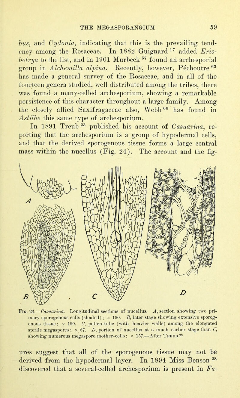 tus, and Cydonia, indicating that this is the prevailing tend- ency among the Rosaceae. In 1882 Guignard added Erio- hotrya to the list, and in 1901 Mnrheck found an archesporial group in Alcliemilla alpina. Recently, however, Pechoutre has made a general survey of the Rosaceae, and in all of the fourteen genera studied, well distributed among the tribes, there was foimd a many-celled archesporium, showing a remarkable persistence of this character throughout a large family. Among the closely allied Saxifragaceae also, Webb has found in Astilbe this same type of archesporium. In 1891 Treub published his account of Casuarina, re- porting that the archesporium is a group of hypodermal cells, and that the derived sporogenous tissue forms a large central mass within the nucellus (Fig. 24). The account and the fig- Fio. 24.—Casuarina. Longitudinal sections of nucellus. A, section showing two pri- mary sporogenous cells (shaded); X 190. A, later stage showing extensive sporog- enous tissue; x 190. C, pollen-tube (with heavier walls) among the elongated sterile megaspores ; x 67. A, portion of nucellus at a much earlier stage than C, showing numerous megaspore mother-cells; x 157.—After Treub.^s ures suggest that all of the sporogenous tissue may not be derived from the hypodermal layer. In 1894 Miss Benson discovered that a several-celled archesporium is present in Fa-