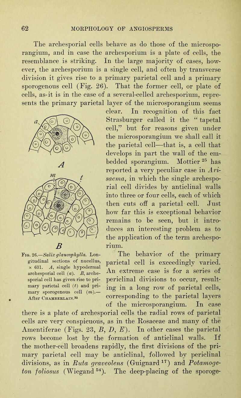 The archesporial cells behave as do those of the microspo- rangiimi, and in case the archesporium is a plate of cells, the resemblance is striking. In the large majority of eases, how- ever, the archesporium is a single cell, and often by transverse division it gives rise to a primary parietal cell and a primary sporogenous cell (Fig. 26). That the former cell, or plate of cells, as* it is in the case of a several-celled archesporium, repre- sents the primary parietal layer of the microsporangium seems clear. In recognition of this fact Strasburger called it the “ tapetal cell,” but for reasons given under the microsporangium we shall call it the parietal cell—that is, a cell that develops in part the wall of the em- bedded sporangium. Mottier has reported a very peculiar case in Ari- saema, in which the single archespo- rial cell divides by anticlinal walls into three or four cells, each of which then cuts ofF a parietal cell. Just how far this is exceptional behavior remains to be seen, but it intro- duces an interesting problem as to the application of the term archespo- rium. Yia.w.—SalixglaucopJiylla. Lon- The behavior of the primary gitudmai sections of nucellus, parietal Cell is exceedingly varied. X 631. A, single hypodermal . . » . » An extreme case is lor a series of periclinal divisions to occur, result- ing in a long row of parietal cells, corresponding to the parietal layers of the microsporangium. In case there is a plate of archesporial cells the radial rows of parietal cells are very conspicuous, as in the Rosaceae and many of the Amentiferae (Figs. 23, B, D, E). In other cases the parietal rows become lost by the formation of anticlinal walls. If the mother-cell broadens rapidly, the first divisions of the pri- mary parietal cell may be anticlinal, followed by periclinal divisions, as in Ruta graveolens (Guignard and Potamoge- ton foliosus (Wiegand The deep-placing of the sporoge- arche.sporial cell (a). £, ai'che- sporial cell has given rise to pri- mary parietal cell (t) and pri- mary sporogenous cell (m).— After Chambbblain.35