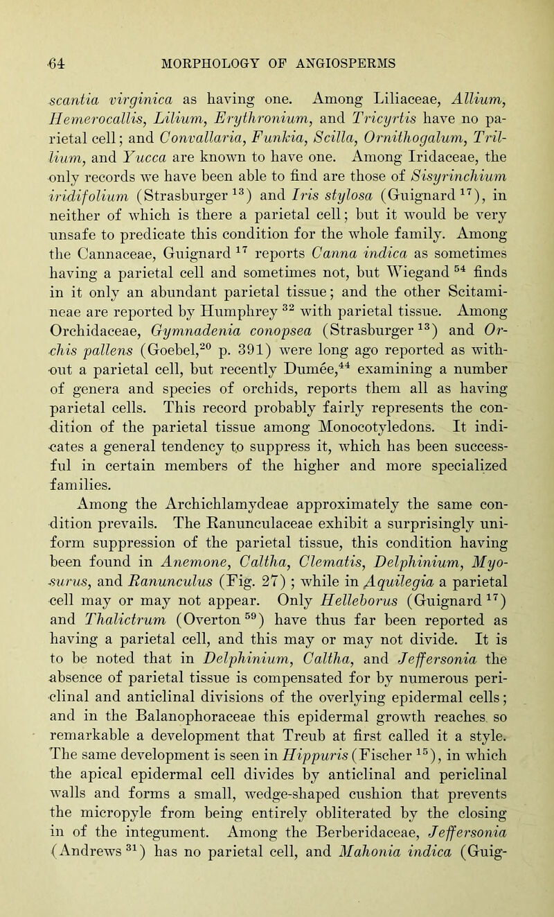 scantia virginica as having one. Among Liliaceae, Allium, Hemerocallis, Lilium, Er-ytlironium, and Tricyrtis have no pa- rietal cell; and Convallaria, Funkia, Scilla, Orniiliogalum, Tril- lium, and Yucca are known to have one. Among Iridaceae, the only records we have been able to find are those of Fisyrincliium iridifolium (Strasburger and Iris stylosa (Guignard in neither of which is there a parietal cell; but it would be very unsafe to predicate this condition for the whole family. Among the Cannaceae, Guignard reports Canna indica as sometimes having a parietal cell and sometunes not, but Wiegand finds in it only an abundant parietal tissue; and the other Scitami- neae are reported by Humphrey with parietal tissue. Among Orchidaceae, Gymnadenia conopsea (Strasburger and Or- chis pallens (Goebel,p. 391) were long ago reported as with- out a parietal cell, but recently Dumee,^^ examining a number of genera and species of orchids, reports them all as having parietal cells. This record probably fairly represents the con- dition of the parietal tissue among Monocotyledons. It indi- cates a general tendency to suppress it, which has been success- ful in certain members of the higher and more specialized families. Among the Archichlamydeae approximately the same con- dition prevails. The Ranunculaceae exhibit a surprisingly uni- form suppression of the parietal tissue, this condition having been found in Anemone, Caltha, Clematis, Delphinium, Myo- ■surus, and Ranunculus (Fig. 27) ; while in ^guilegia a parietal cell may or may not appear. Only Hellehorus (Guignard ^^^) and Thalictrum (Overton®®) have thus far been reported as having a parietal cell, and this may or may not divide. It is to be noted that in Delphinium, Caltha, and Jeffersonia the absence of parietal tissue is compensated for by numerous peri- clinal and anticlinal divisions of the overlying epidermal cells; and in the Balanophoraceae this epidermal growth reaches, so remarkable a development that Treub at first called it a style. The same development is seen in Hippuris (Fischer ^^®), in which the apical epidermal cell divides by anticlinal and periclinal walls and forms a small, wedge-shaped cushion that prevents the micropyle from being entirely obliterated by the closing in of the integument. Among the Berberidaceae, Jeffersonia (Andrews®^) has no parietal cell, and Mahonia indica (Guig-
