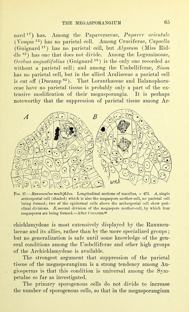 nard has. Among the Papaveraceae, Pa paver oriental e (Vesque^^) has no parietal cell. Among Cruciferae, Capsella (Guignard has no parietal cell, but Alyssum (Miss Rid- dle has one that does not divide. Among the Leguminosae, Orobus angustifolius (Guignard is the only one recorded as without a parietal cell; and among the Umbelliferae, Siam has no parietal cell, but in the allied Araliaceae a parietal cell is cut off (Ducamp®^). That Loranthaceae and Balanophora- ceae have no parietal tissue is probably only a part of the ex- tensive modification of their megasporangia. It is perhaps noteworthy that the suppression of parietal tissue among Ar- Fiq. 27.—Ranunculus muUifidus. Longitudinal sections of nucellus, x 475. A, single archesporial cell (shaded) which is also the megaspore mother-cell, no parietal cell being formed; two of the epidermal cells above the archesporial cell show peri- clinal divisions. A, second division of the megaspore mother-cell, by which four megaspores are being formed.—After Coulter.ss chichlamydeae is most extensively displayed by the Ranuncu- laceae and its allies, rather than by the more specialized groups; but no generalization is safe until some knowledge of the gen- eral conditions among the Umbelliferae and other high groups of the Archichlamydeae is available. The strongest argument that suppression of the parietal tissue of the megasporangium is a strong tendency among An- giosperms is that this condition is universal among the Sym- petalae so far as investigated. The primary sporogenous cells do not divide to increase the number of sporogenous cells, so that in the megasporangium