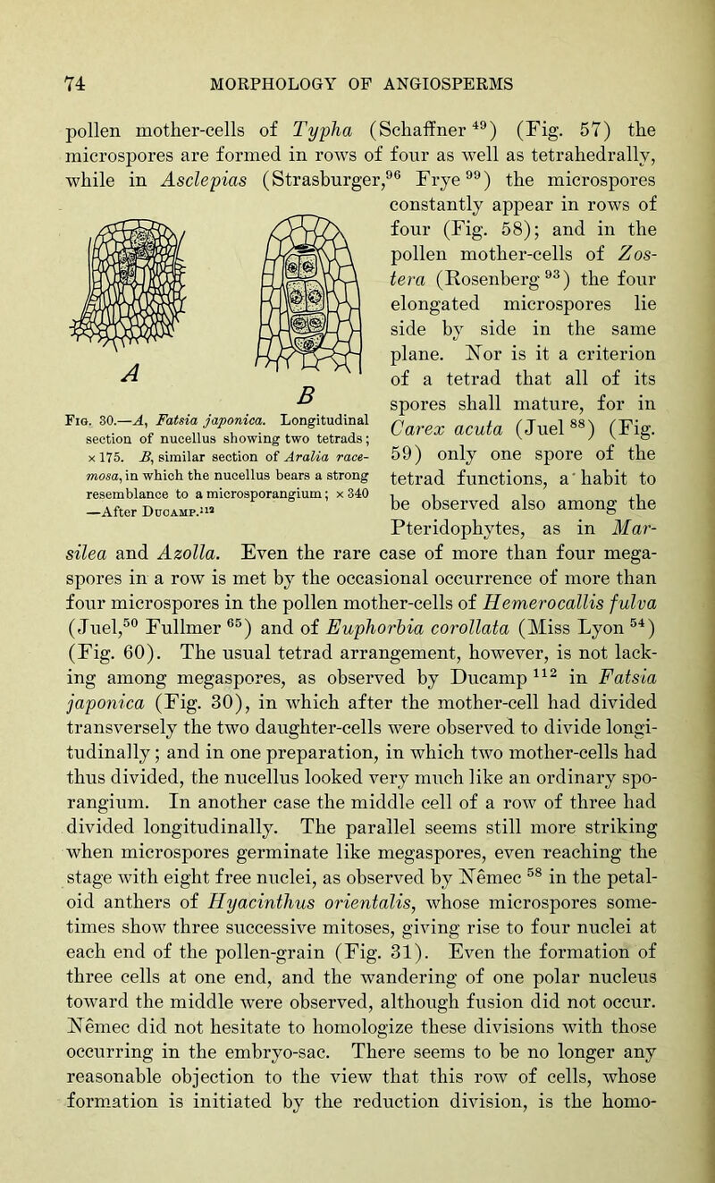 pollen mother-cells of Typha (Schalfner ) (Fig. 57) the microspores are formed in rows of four as well as tetrahedrally, while in Asclepias (Strasburger,®® Frye®®) the microspores constantly appear in rows of four (Fig. 58); and in the pollen mother-cells of Zos- tera (Rosenberg®®) the four elongated microspores lie side by side in the same plane. Nor is it a criterion of a tetrad that all of its spores shall mature, for in Garex acuta (duel®®) (Fig. 59) only one spore of the tetrad functions, a' habit to be observed also among the Pteridophytes, as in Mar- silea and Azolla. Even the rare case of more than four mega- spores in a row is met by the occasional occurrence of more than four microspores in the pollen mother-cells of Hemerocallis fulva (duel,®® Fullmer ®®) and of Euphorbia corollata (Miss Lyon ®^) (Fig. 60). The usual tetrad arrangement, however, is not lack- ing among megaspores, as observed by Ducamp in Fatsia japonica (Fig. 30), in which after the mother-cell had divided transversely the two daughter-cells were observed to divide longi- tudinally ; and in one preparation, in which two mother-cells had thus divided, the nucellus looked very much like an ordinary spo- rangium. In another case the middle cell of a row of three had divided longitudinally. The parallel seems still more striking when microspores germinate like megaspores, even reaching the stage with eight free nuclei, as observed by Nemec ®® in the petal- oid anthers of Hyacinthus orientalis, whose microspores some- times show three successive mitoses, giving rise to four nuclei at each end of the pollen-grain (Fig. 31). Even the formation of three cells at one end, and the wandering of one polar nucleus toward the middle were observed, although fusion did not occur. Nemec did not hesitate to homologize these divisions with those occurring in the embryo-sac. There seems to be no longer any reasonable objection to the view that this row of cells, whose formation is initiated by the reduction division, is the homo- B Fio. 30.—A, Fatsia japonica. Longitudinal section of nucellus showing two tetrads; X 175. B, similar section of Aralia race- mosa, in which the nucellus bears a strong resemblance to a microsporangium; x 340 —After Ducamp.*