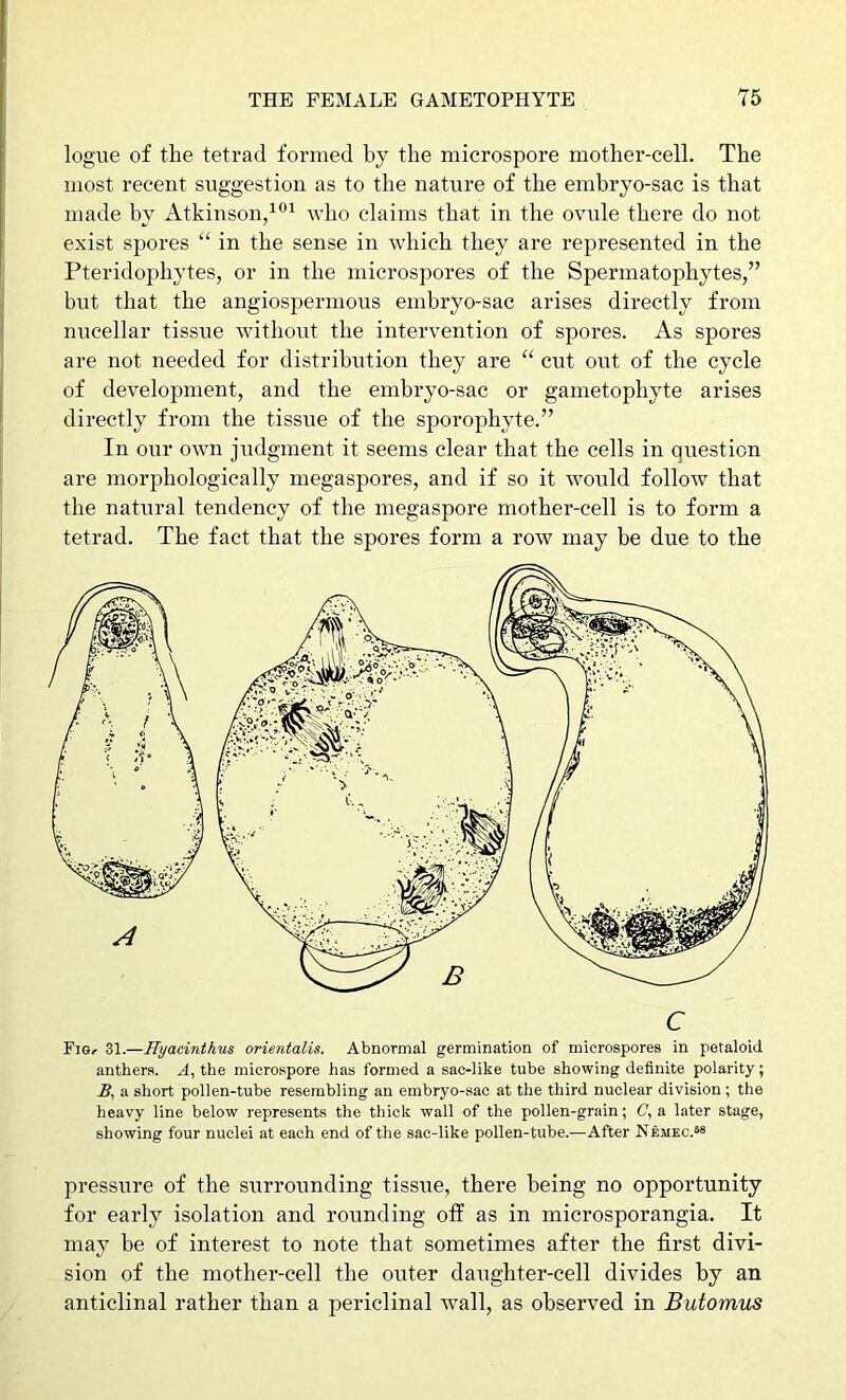 logue of the tetrad formed by the microspore mother-cell. The most recent suggestion as to the nature of the embryo-sac is that made by Atkinson,Avho claims that in the ovule there do not exist spores “ in the sense in which they are represented in the Pteridophytes, or in the microspores of the Spermatophytes,” but that the angiospermous embryo-sac arises directly from micellar tissue without the intervention of spores. As spores are not needed for distribution they are “ cut out of the cycle of development, and the embryo-sac or gametophyte arises directly from the tissue of the sporophyte.” In our own judgment it seems clear that the cells in question are morphologically megaspores, and if so it would follow that the natural tendency of the megaspore mother-cell is to form a tetrad. The fact that the spores form a row may be due to the Fig-- 31.—Hyacinthus orientalis. Abnormal germination of microspores in petaloid anthers. A, the microspore has formed a sac-like tube showing definite polarity; a short pollen-tube resembling an embryo-sac at the third nuclear division ; the heavy line below represents the thick wall of the pollen-grain; C, a later stage, showing four nuclei at each end of the sac-like pollen-tube.—After Nbmec.“ pressure of the surrounding tissue, there being no opportunity for early isolation and rounding off as in microsporangia. It may be of interest to note that sometimes after the first divi- sion of the mother-cell the outer daughter-cell divides by an anticlinal rather than a periclinal wall, as observed in Butomus