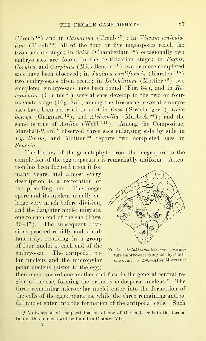(Trenb^^^) and in Casuarina (Ti-eiib“®); in Viscum articula- tum (Trenb^^) all of the four or five megaspores reach the two-nncleate stage; in Salix (Chamberlain^®) occasionally two embryo-sacs are found in the fertilization stage; in Fagus, Corylus, and Carpinus (Miss Benson®^) two or more completed sacs have been observed; in Juglans cordiformis (Karsten two embryo-sacs often occur; in Delphinium (Mottier^®) two completed embryo-sacs have been found (Fig. 34), and in Ra- nunculus (Coulter®^) several sacs develop to the two or four- nucleate stage (Fig. 25) ; among the Rosaceae, several embryo- sacs have been observed to start in Rosa (Strasburger ®), Erio- hotrya (Guignard ^“), and Alchemilla (Murbeck ®“^) ; and the same is true of Astilbe (Webb^“). Among the Compositae, Marshall-Ward ® observed three sacs enlarging side by side in Pyrelhrum, and Mottier reports two completed sacs in Senecio. The history of the gametopbyte from the megaspore to the completion of the egg-apparatus is remarkably uniform. Atten- tion has been focused upon it for many years, and almost every description is a reiteration of the preceding one. The mega- spore and its nucleus usually en- large very much before division, and the daughter nuclei migrate, one to each end of the sac (Figs. 35-37). The subsequent divi- sions proceed rapidly and simul- taneously, resulting in a group of four nuclei at each end of the embryo-sac. The antipodal po- lar nucleus and the micropylar polar nucleus (sister to the egg) then move toward one another and fuse in the general central re- gion of the sac, forming the primary endosperm nucleus.* The three remaining micropylar nuclei enter into the formation of the cells of the egg-apparatus, while the three remaining antipo- dal nuclei enter into the formation of the antipodal cells. Such * A discussion of the participation of one of the male cells in the forma- tion of this nucleus will be found in Chapter VII. 7 Fig. 34.—Delphinium tricorne. Two ma- ture embryo-sacs lying side by .side in one ovule; x 250.—After Mottier.s®