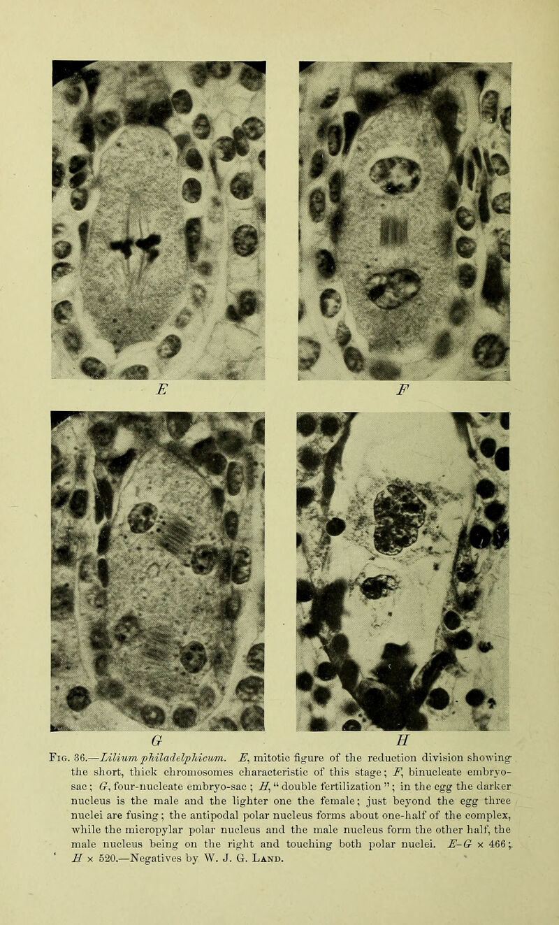 Fig. 36.—Lilium pMladelpliicum. E, mitotic figure of the reduction division showing- the short, thick chromosomes characteristic of this stage; F, binucleate embryo- sac ; (r, four-uucleate embryo-sac ; H, “ double fertilization ”; in tlie egg tlie darker nucleus is the male and the lighter one the female; just beyond the egg three nuclei are fusing; the antipodal polar nucleus forms about one-half of the complex, while the micropylar polar nucleus and the male nucleus form the other half, the male nucleus being on the right and touching both polar nuclei. E-G x 466; H X 520,—Negatives by W. J. G. Land.