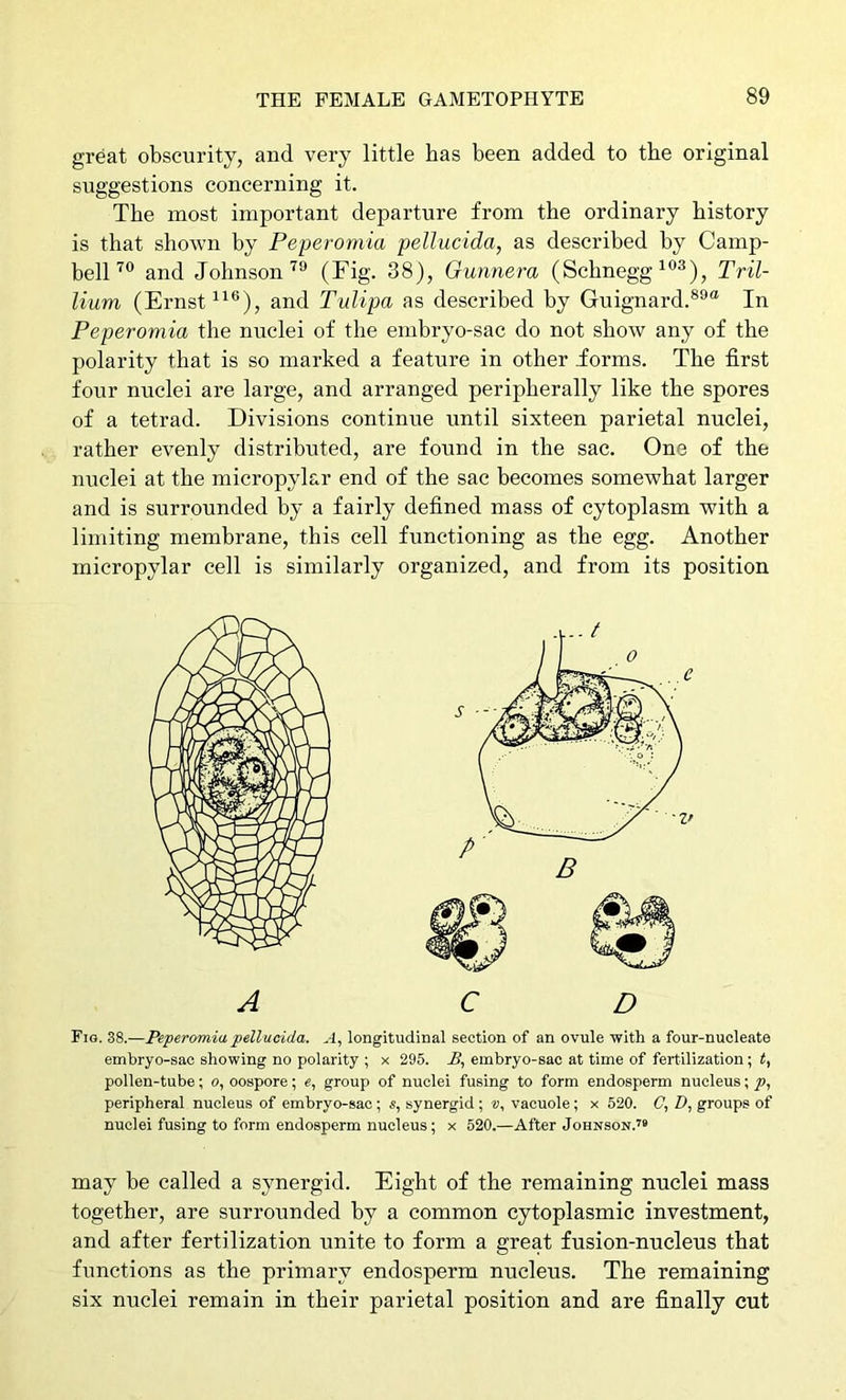 great obscurity, and very little has been added to the original suggestions concerning it. The most important departure from the ordinary history is that shown by Peperomia pellucida, as described by Camp- bell® and Johnson'^® (Fig. 38), Gunnera (Schnegg Tril- lium (Ernst and Tulipa as described by Guignard.*®® In Peperomia the nuclei of the embryo-sac do not show any of the polarity that is so marked a feature in other .forms. The first four nuclei are large, and arranged peripherally like the spores of a tetrad. Divisions continue until sixteen parietal nuclei, rather evenly distributed, are found in the sac. One of the nuclei at the micropylar end of the sac becomes somewhat larger and is surrounded by a fairly defined mass of cytoplasm with a limiting membrane, this cell functioning as the egg. Another micropylar cell is similarly organized, and from its position Fig. 38.—Peperomia pellucida. A, longitudinal section of an ovule with a four-nucleate embryo-sac showing no polarity ; x 295. A, embryo-sac at time of fertilization; pollen-tube; o, oospore; e, group of nuclei fusing to form endosperm nucleus; p, peripheral nucleus of embryo-sac; s, synergid ; v, vacuole; x 520. C, D, groups of nuclei fusing to form endosperm nucleus; x 520.—After Johnson.^® may be called a synergid. Eight of the remaining nuclei mass together, are surrounded by a common cytoplasmic investment, and after fertilization unite to form a great fusion-nucleus that functions as the primary endosperm nucleus. The remaining six nuclei remain in their parietal position and are finally cut