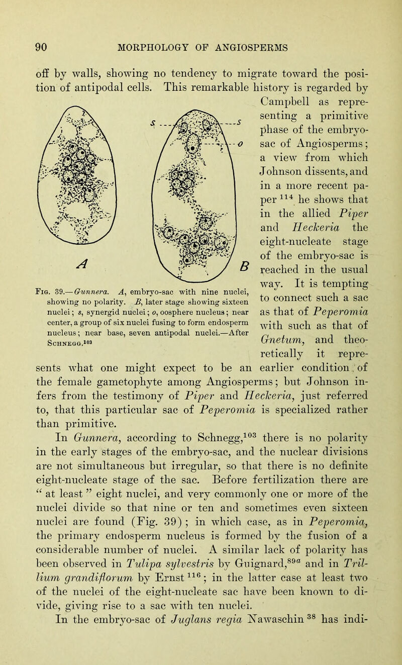 off by walls, showing no tendency to migrate toward the posi- tion of antipodal cells. This remarkable history is regarded by Campbell as repre- senting a primitive phase of the embryo- sac of Angiosperms; a view from which Johnson dissents, and in a more recent pa- per he shows that in the allied Piper and Ileckeria the eight-nncleate stage Fig. 39.— Gunnera. A, embryo-sao with nine nuclei, showing no polarity. later stage showing sixteen nuclei; s, synergid nuclei; o, oosphere nucleus; near center, a group of six nuclei fusing to form endosperm nucleus; near base, seven antipodal nuclei.—After Schnegg.*'>3 of the embryo-sac is reached in the usual way. It is tempting to connect such a sac as that of Peperomia with such as that of Gnetum, and theo- retically it repre- sents what one might expect to be an earlier conditionof the female gametophyte among Angiosperms; but Johnson in- fers from the testimony of Piper and HecJceria, just referred to, that this particular sac of Peperomia is specialized rather than primitive. In Gunnera, according to Schnegg,^°® there is no polarity in the early stages of the embryo-sac, and the nuclear divisions are not simultaneous but irregular, so that there is no definite eight-nucleate stage of the sac. Before fertilization there are “ at least ” eight nuclei, and very commonly one or more of the nuclei divide so that nine or ten and sometimes even sixteen nuclei are found (Big. 39) ; in which case, as in Peperomia, the primary endosperm nucleus is formed by the fusion of a considerable number of nuclei. A similar lack of polarity has been observed in Tulipa sylvestris by Gnignard,®®“ and in Tril- lium grandiflorum by Ernst in the latter case at least two of the nuclei of the eight-nucleate sac have been known to di- vide, giving rise to a sac with ten nuclei. In the embryo-sac of Juglans regia Kawaschin^® has indi-