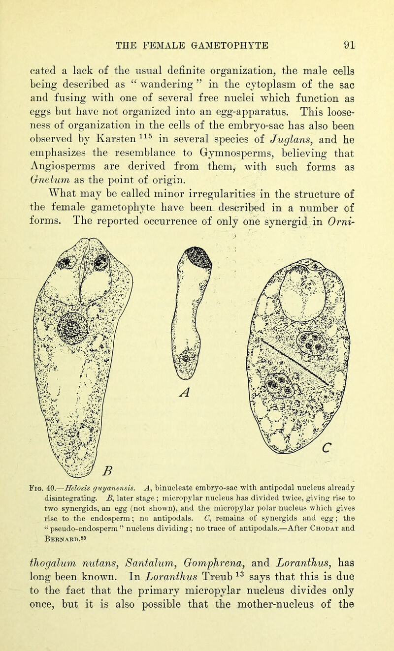 cated a lack of the usual definite organization, the male cells being described as “ wandering ” in the cytoplasm of the sac and fusing with one of several free nuclei which function as eggs but have not organized into an egg-apparatus. This loose- ness of organization in the cells of the embryo-sac has also been observed by Karsten in several species of Juglans, and he emphasizes the resemblance to Gymnosperms, believing that Angiosperms are derived from them, with such forms as Gnetuni as the point of origin. What may be called minor irregularities in the structure of the female gametophyte have been described in a number of forms. The reported occurrence of only one synergid in Orni- Fig. 40.—Helosis guyanensis. A, binucleate embryo-sac with antipodal nucleus already disintegrating. A, later stage ; micropylar nucleus has divided twice, giving rise to two synergids, an egg (not shown), and the micropylar polar nucleus which gives rise to the endosperm; no antipodals. C, remains of synergids and egg; the “pseudo-endosperm” nucleus dividing; no trace of antipodals.—After Ciiodat and Bernard.83 thogalum nutans, Santalum, Gomphrena, and Loranthus, has long been known. In Loranthus Treub says that this is due to the fact that the primary micropylar nucleus divides only once, but it is also possible that the mother-nucleus of the