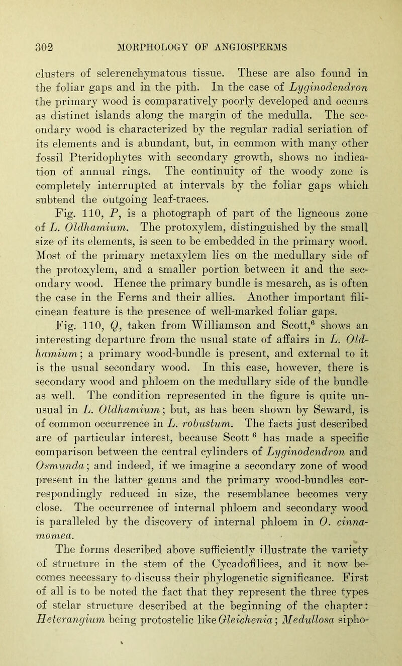 clusters of sclerenchymatoiis tissue. These are also found in the foliar gaps and in the pith. In the ease of Lyginodendron the primary wood is comparatively poorly developed and occurs as distinct islands along the margin of the medulla. The sec- ondary wood is characterized by the regular radial seriation of its elements and is abundant, but, in common with many other fossil Pteridophytes with secondary growth, shows no indica- tion of annual rings. The continuity of the woody zone is completely interrupted at intervals by the foliar gaps which subtend the outgoing leaf-traces. Fig. 110, P, is a photograph of part of the ligneous zone of L. Oldhamium. The protoxylem, distinguished by the small size of its elements, is seen to be embedded in the primary wood. Most of the primary metaxylem lies on the medullary side of the protoxylem, and a smaller portion between it and the sec- ondary wood. Hence the primary bundle is mesarch, as is often the case in the Ferns and their allies. Another important fili- cinean feature is the presence of well-marked foliar gaps. Fig. 110, Q, taken from Williamson and Scott,® shows an interesting departure from the usual state of affairs in L. Old- hamium; a primary wood-bundle is present, and external to it is the usual secondary wood. In this case, however, there is secondary wood and phloem on the medullary side of the bundle as well. The condition represented in the figure is quite un- usual in L. Oldhamium; but, as has been shoAvn by Seward, is of common occurrence in L. rohustum. The facts just described are of particular interest, because Scott ® has made a specific comparison between the central cylinders of Lyginodendron and Osmunda; and indeed, if we imagine a secondary zone of wood present in the latter genus and the primary wood-bundles cor- respondingly reduced in size, the resemblance becomes very close. The occurrence of internal phloem and secondary wood is paralleled by the discovery of internal phloem in 0. cinna- momea. The forms described above sufficiently illustrate the variety of structure in the stem of the Cycadofilices, and it now be- comes necessary to discuss their phylogenetic significance. First of all is to be noted the fact that they represent the three types of stelar structure described at the beginning of the chapter: Heterangium being protostelic Y^eGleichenia’, Medullosa sipho-