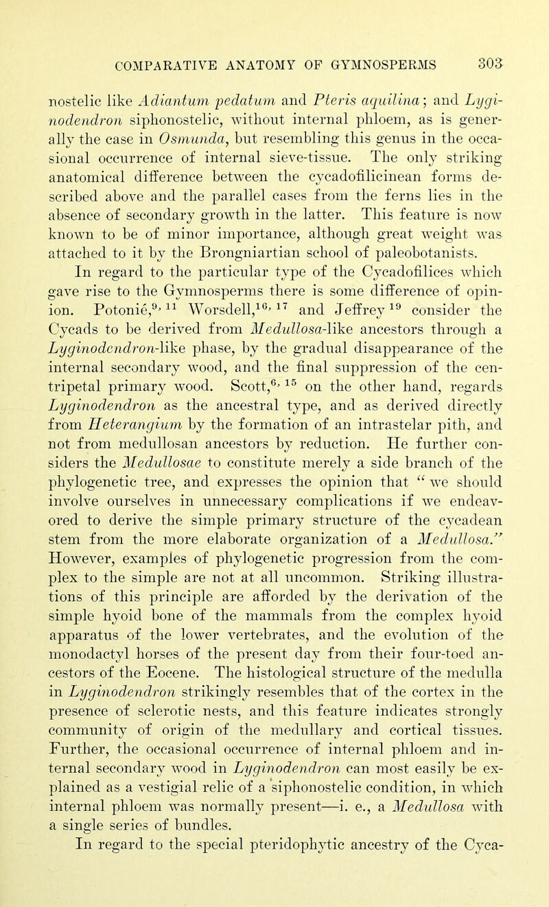 nostelic like Adiantuin peclatum and Pteris aquilina; and Lygi- noclendron siphonostelic, without internal phloem, as is gener- ally the case in Osmunda, hut resembling this genus in the occa- sional occurrence of internal sieve-tissue. The only striking anatomical difference between the cycadotilieinean forms de- scribed above and the parallel cases from the ferns lies in the absence of secondary growth in the latter. This feature is now known to be of minor importance, although great weight was attached to it by the Brongniartian school of paleobotanists. In regard to the particular type of the Cycadofilices which gave rise to the Gymnosperms there is some difference of opin- ion. Potonie,®' “ Worsdell,^®' and Jeffrey consider the Cycads to be derived from MeduUosa-like ancestors through a Lyginodcndron-Wke phase, by the gradual disappearance of the internal secondary wood, and the final si;ppression of the cen- tripetal primary wood. Scott,®' on the other hand, regards Lyginodendron as the ancestral type, and as derived directly from Heterangimn by the formation of an intrastelar pith, and not from medullosan ancestors by reduction. He further con- siders the Medullosae to constitute merely a side branch of the phylogenetic tree, and expresses the opinion that “ we should involve ourselves in unnecessary complications if we endeav- ored to derive the simple primary structure of the cycadean stem from the more elaborate organization of a MedullosaP However, examples of phylogenetic progression from the com- plex to the simple are not at all uncommon. Striking illustra- tions of this principle are afforded by the derivation of the simple hyoid bone of the mammals from the complex hyoid apparatus of the lower vertebrates, and the evolution of the monodactyl horses of the present day from their four-toed an- cestors of the Eocene. The histological structure of the medulla in Lygmodendron strikingly resembles that of the cortex in the presence of sclerotic nests, and this feature indicates strongly community of origin of the medullary and cortical tissues. Further, the occasional occmu’ence of internal phloem and in- ternal secondary wood in Lyginodendron can most easily be ex- plained as a vestigial relic of a siphonostelic condition, in which internal phloem was normally present—i. e., a Medullosa with a single series of bundles. In regard to the special pteridophytic ancestry of the Cyca-