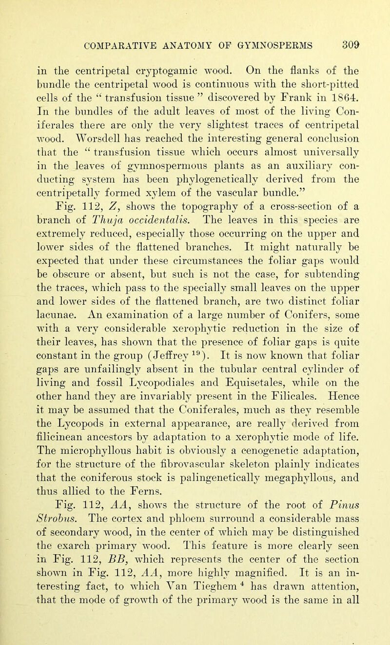 in the centripetal cryptogamic wood. On the flanks of the bundle the centripetal wood is continnons with the short-pitted cells of the “ transfusion tissue ” discovered by Frank in 1864. In the bundles of the adult leaves of most of the living Con- iferales there are only the very slightest traces of centripetal wood. Worsdell lias reached the interesting general conclusion that the “ transfusion tissue which occurs almost universally in the leaves of gymnospermous plants as an auxiliary con- ducting system has been phylogenetically derived from the centripetally formed xylem of the vascular bundle.” Fig. 112, Z, shows the topography of a cross-section of a branch of Thuja occidentalis. The leaves in this species are extremely reduced, especially those occurring on the upper and lower sides of the flattened branches. It might naturally be expected that under these circumstances the foliar gaps would be obscure or absent, but such is not the case, for subtending the traces, which pass to the specially small leaves on the upper and lower sides of the flattened branch, are two distinct foliar lacunae. An examination of a large number of Conifers, some with a very considerable xerophytic reduction in the size of their leaves, has shown that the presence of foliar gaps is quite constant in the group (Jeffrey It is now known that foliar gaps are unfailingly absent in the tubular central cylinder of living and fossil Lycopodiales and Equisetales, while on the other hand they are invariably present in the Filicales. Hence it may be assumed that the Coniferales, much as they resemble the Lycopods in external appearance, are really derived from filicinean ancestors by adaptation to a xerophytic mode of life. The microphyllous habit is obviously a cenogenetic adaptation, for the structure of the fibrovascular skeleton plainly indicates that the coniferous stock is palingenetically megaphyllous, and thus allied to the Ferns. Fig. 112, A A, shows the structure of the root of Pinus Strohus. The cortex and phloem surround a considerable mass of secondary wood, in the center of which may be distinguished the exarch primary wood. This feature is more clearly seen in Fig. 112, BB, which represents the center of the section shown in Fig. 112, AA, more highly magnified. It is an in- teresting fact, to which Van Tieghem has drawn attention, that the mode of growth of the primary wood is the same in all