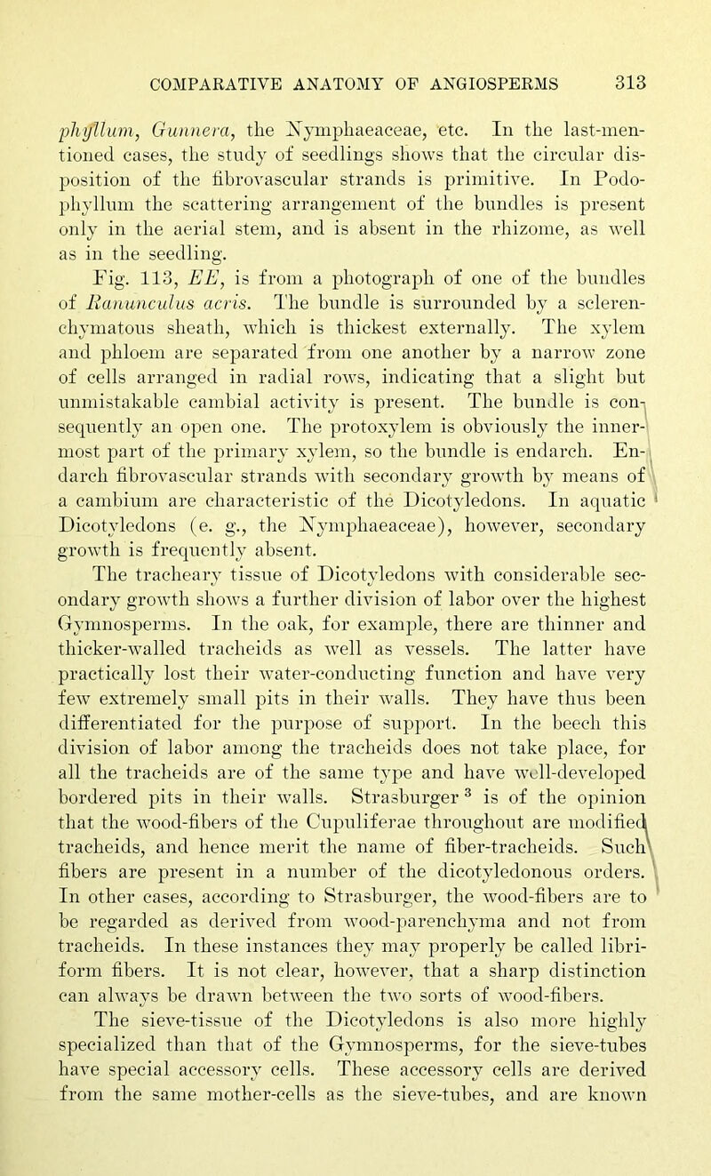 phyUum, Gunnera, the Xympliaeaceae, etc. In the last-men- tioned cases, the study of seedlings shows that the circular dis- position of the hbrovascular strands is primitive. In Podo- phyllum the scattering arrangement of the bundles is present only in the aerial stem, and is absent in the rhizome, as well as in the seedling. Fig. 113, EE, is from a photograph of one of the bundles of Ranunculus acris. The bundle is surrounded by a scleren- ehymatous sheath, which is thickest externally. The xyleni and phloem are separated from one another by a narrow zone of cells arranged in radial rows, indicating that a slight but unmistakable camhial activity is present. The bundle is con-i sequently an oj^en one. The protoxylem is obviously the inner-! most part of the primary xylem, so the bundle is endarch. En-l darch hbrovascular sti’ands with secondary growth by means of\ a cambium are characteristic of the Dicotyledons. In aquatic ' Dicotyledons (e. g., the FTymphaeaceae), however, secondary growth is frequently absent. The tracheary tissue of Dicotyledons with considerable sec- ondary groAvth shows a further division of labor over the highest Gymnosperms. In the oak, for example, there are thinner and thicker-walled tracheids as well as vessels. The latter have practically lost their water-conducting function and have very few extremely small pits in their walls. They have thus been differentiated for the purpose of support. In the beech this division of labor among the tracheids does not take place, for all the tracheids are of the same type and have well-developed bordered pits in their walls. Strasburger ® is of the opinion that the wood-fibers of the Cupuliferae throughout are modifiecl tracheids, and hence merit the name of fiher-tracheids. Such\ fibers are present in a number of the dicotyledonous orders. ' In other cases, according to Strasburger, the wood-fibers ai‘e to ' be regarded as derived from wood-parenchyma and not from tracheids. In these instances they may properly be called libri- form fibers. It is not clear, however, that a sharp distinction can always be drawn between the two sorts of wood-fibers. The sieve-tissue of the Dicotyledons is also more highly specialized than that of the Gymnosperms, for the sieve-tubes have special accessory cells. These accessory cells are derived from the same mother-cells as the sieve-tubes, and are known