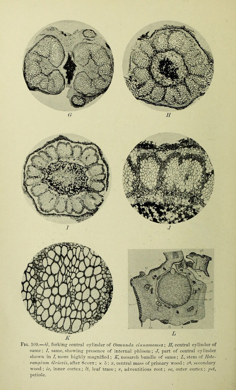 Fig. 109.— (?, forking central cylinder of Osmvnda cinnainornea \ .ST, central cylinder of same; /, same, showing presence of internal phloem; -/, part of central cylinder shown in /, more highly magnified; 7i' niesarch bundle of same; Z, stem of Ikte- vanginm after Scott; x 5: x, central mass of primary wood; .r^, secondary wood; ftf, inner corte.x; leaf trace; ?■, adventitious root; oc, outer corte.x; pet^ petiole.