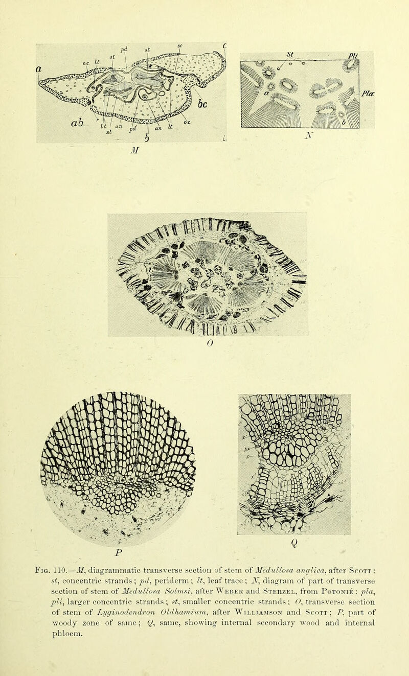 p Fig. 110.—M, diagrammatic transverse section of stem of .Vediillom a/u/lica, after Scott : st, concentric strands; pd, periderm ; It, leaf trace ; X, diagram of part of transverse section of stem of Medullona Solmsi, after Weber and Sterzel, from Potonie : pla, larger concentric strands; smaller concentric strands; transverse section of stem of Li/giiwdendron Ohlhami/tm, after Wii.ltamson and .Scott; P, part of woody zone of same; <J, same, showing internal secondary wood and internal phloem.