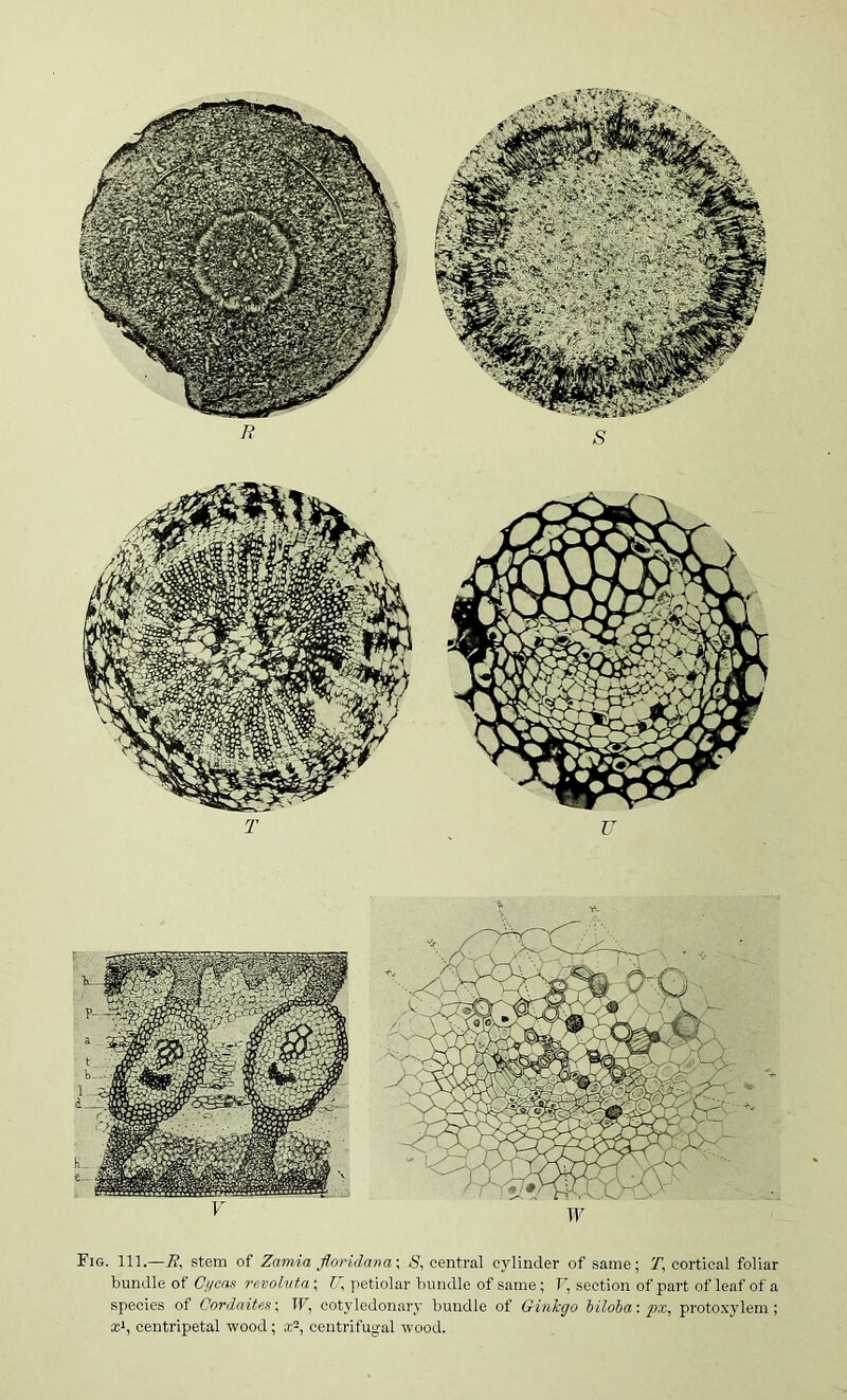 Fig. 111.—i?, stem of Zamia floridan a \ S, central cylinder of same; T, cortical foliar bundle of Oi/cas revohita; petiolar bundle of same; T~ section of part of leaf of a species of Cordaites\ IF, cotyledonary bundle of Ginkgo hiloha: px, protoxylem ; x^, centripetal wood; x-, centrifugal wood.