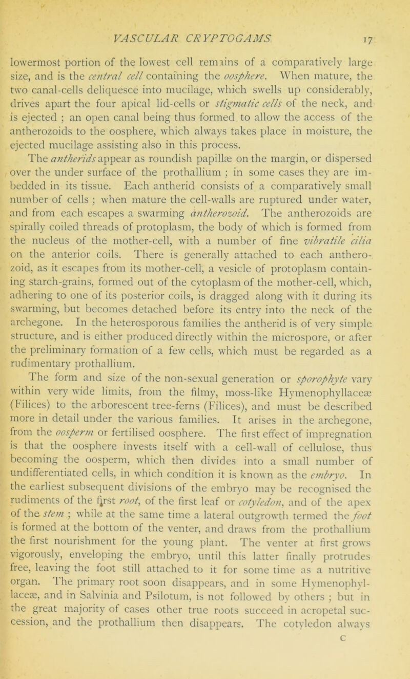 lowermost portion of the lowest cell remains of a comparatively large size, and is the central cell containing the oosphere. When mature, the two canal-cells deliquesce into mucilage, which swells up considerably, drives apart the four apical lid-cells or stigmatic cells of the neck, and is ejected ; an open canal being thus formed to allow the access of the antherozoids to the oosphere, which always takes place in moisture, the ejected mucilage assisting also in this process. The antheridsappear as roundish papillae on the margin, or dispersed over the under surface of the prothallium ; in some cases they are im- bedded in its tissue. Each antherid consists of a comparatively small number of cells ; when mature the cell-walls are ruptured under water, and from each escapes a swarming antherozoid. The antherozoids are spirally coiled threads of protoplasm, the body of which is formed from the nucleus of the mother-cell, with a number of fine vibratile cilia on the anterior coils. There is generally attached to each anthero- zoid, as it escapes from its mother-cell, a vesicle of protoplasm contain- ing starch-grains, formed out of the cytoplasm of the mother-cell, which, adhering to one of its posterior coils, is dragged along with it during its swarming, but becomes detached before its entry into the neck of the archegone. In the heterosporous families the antherid is of very simple structure, and is either produced directly within the microspore, or after the preliminary formation of a few cells, which must be regarded as a rudimentary prothallium. I he form and size of the non-sexual generation or sporophyte vary within very wide limits, from the filmy, moss-like Hymenophyllaceae (P dices) to the arborescent tree-ferns (Filices), and must be described more in detail under the various families. It arises in the archegone, from the oosperm or fertilised oosphere. The first effect of impregnation is that the oosphere invests itself with a cell-wall of cellulose, thus becoming the oosperm, which then divides into a small number of undifferentiated cells, in which condition it is known as the embryo. In the earliest subsequent divisions of the embryo may be recognised the rudiments of the fjrst root, of the first leaf or cotyledon, and of the apex of the stem ; while at the same time a lateral outgrowth termed the foot is formed at the bottom of the venter, and draws from the prothallium the first nourishment for the young plant. The venter at first grows vigorously, enveloping the embryo, until this latter finally protrudes free, leaving the foot still attached to it for some time as a nutritive organ. 1 he primary root soon disappears, and in some Hymenophyl- laceee, and in Salvinia and Psilotum, is not followed by others ; but in the great majority of cases other true roots succeed in acropetal suc- cession, and the prothallium then disappears. The cotyledon always
