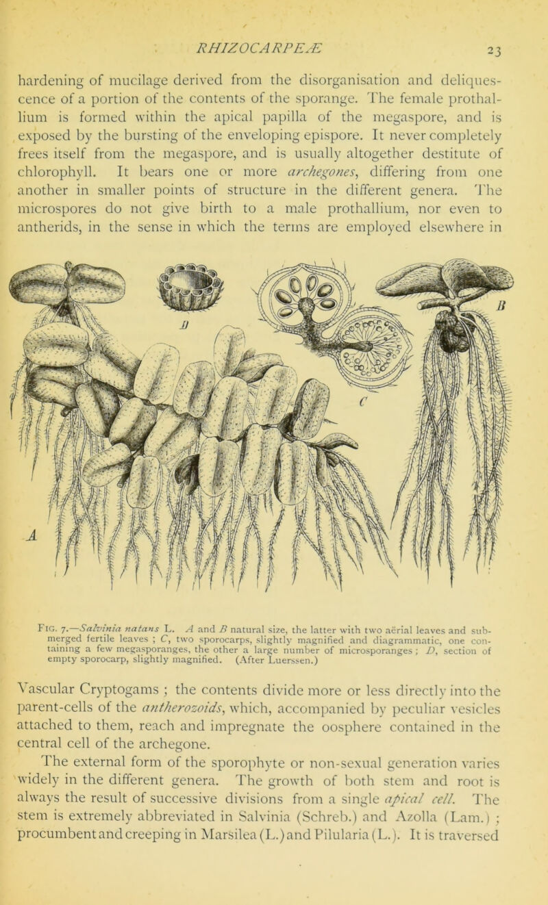 hardening of mucilage derived from the disorganisation and deliques- cence of a portion of the contents of the sporange. The female prothal- lium is formed within the apical papilla of the megaspore, and is exposed by the bursting of the enveloping epispore. It never completely frees itself from the megaspore, and is usually altogether destitute of chlorophyll. It bears one or more archegones, differing from one another in smaller points of structure in the different genera. The microspores do not give birth to a male prothallium, nor even to antherids, in the sense in which the terms are employed elsewhere in Fig. 7.—Salvinia natans L. A and B natural size, the latter with two aerial leaves and sub- merged fertile leaves ; C, two sporocarps, slightly magnified and diagrammatic, one con- taining a few megasporanges, the other a large number of microsporanges ; D, section of empty sporocarp, slightly magnified. (After Luerssen.) ascular Cryptogams ; the contents divide more or less directly into the parent-cells ot the antherozoids, which, accompanied by peculiar vesicles attached to them, reach and impregnate the oosphere contained in the central cell of the archegone. The external form of the sporophyte or non-sexual generation varies widely in the different genera. The growth of both stem and root is always the result of successive divisions from a single apical cell. The stem is extremely abbreviated in Salvinia (Schreb.) and Azolla (Lam.) ; procumbent and creeping in Marsilea(L.)and Pilularia (L.). It is traversed