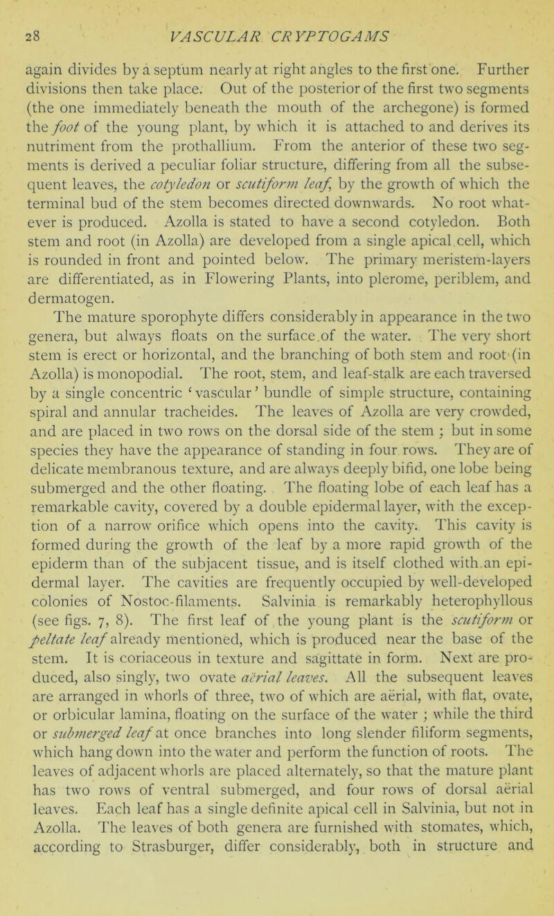 again divides by a septum nearly at right angles to the first one. Further divisions then take place. Out of the posterior of the first two segments (the one immediately beneath the mouth of the archegone) is formed the foot of the young plant, by which it is attached to and derives its nutriment from the prothallium. From the anterior of these two seg- ments is derived a peculiar foliar structure, differing from all the subse- quent leaves, the cotyledon or scutiform leaf by the growth of which the terminal bud of the stem becomes directed downwards. No root what- ever is produced. Azolla is stated to have a second cotyledon. Both stem and root (in Azolla) are developed from a single apical cell, which is rounded in front and pointed below. The primary meristem-layers are differentiated, as in Flowering Plants, into plerome, periblem, and dermatogen. The mature sporophyte differs considerably in appearance in the two genera, but always floats on the surface.of the water. The very short stem is erect or horizontal, and the branching of both stem and root'(in Azolla) is monopodial. The root, stem, and leaf-stalk are each traversed by a single concentric ‘ vascular ’ bundle of simple structure, containing spiral and annular tracheides. The leaves of Azolla are very crowded, and are placed in two rows on the dorsal side of the stem ; but in some species they have the appearance of standing in four rows. They are of delicate membranous texture, and are always deeply bifid, one lobe being submerged and the other floating. The floating lobe of each leaf has a remarkable cavity, covered by a double epidermal layer, with the excep- tion of a narrow orifice which opens into the cavity. This cavity is formed during the growth of the leaf by a more rapid growth of the epiderm than of the subjacent tissue, and is itself clothed with an epi- dermal layer. The cavities are frequently occupied by well-developed colonies of Nostoc-filaments. Salvinia is remarkably heterophyllous (see figs. 7, 8). The first leaf of the young plant is the scutifor?n or peltate leaf already mentioned, which is produced near the base of the stem. It is coriaceous in texture and sagittate in form. Next are pro- duced, also singly, two ovate aerial leaves. All the subsequent leaves are arranged in whorls of three, two of which are aerial, with flat, ovate, or orbicular lamina, floating on the surface of the water ; while the third or submerged leaf at once branches into long slender filiform segments, which hang down into the water and perform the function of roots. The leaves of adjacent whorls are placed alternately, so that the mature plant has two rows of ventral submerged, and four rows of dorsal aerial leaves. Each leaf has a single definite apical cell in Salvinia, but not in Azolla. The leaves of both genera are furnished with stomates, which, according to Strasburger, differ considerably, both in structure and