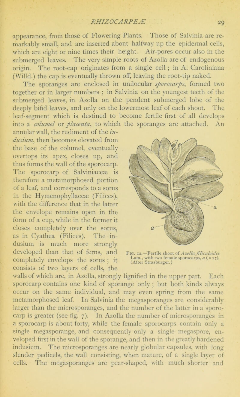 appearance, from those of Flowering Plants. Those of Salvinia are re- markably small, and are inserted about halfway up the epidermal cells, which are eight or nine times their height. Air-pores occur also in the submerged leaves. The very simple roots of Azolla are of endogenous origin. The root-cap originates from a single cell; in A. Caroliniana (Willd.) the cap is eventually thrown off, leaving the root-tip naked. The sporanges are enclosed in unilocular sporocarps, formed two together or in larger numbers ; in Salvinia on the youngest teeth of the submerged leaves, in Azolla on the pendent submerged lobe of the deeply bifid leaves, and only on the lowermost leaf of each shoot. The leaf-segment which is destined to become fertile first of all develops into a columel or placenta, to which the sporanges are attached. An annular wall, the rudiment of the in- dusium, then becomes elevated from the base of the columel, eventually overtops its apex, closes up, and thus forms the wall of the sporocarp. The sporocarp of Salviniaceae is therefore a metamorphosed portion of a leaf, and corresponds to a sorus in the Hymenophyllaceae (Filices), with the difference that in the latter the envelope remains open in the form of a cup, while in the former it closes completely over the sorus, as in Cyathea (Filices). The in- dusium is much more strongly developed than that of ferns, and completely envelops the sorus ; it consists of two layers of cells, the walls of which are, in Azolla, strongly lignified in the upper part. Each sporocarp contains one kind of sporange only ; but both kinds always occur on the same individual, and may even spring from the same metamorphosed leaf. In Salvinia the megasporanges are considerably larger than the microsporanges, and the number of the latter in a sporo- carp is greater (see fig. 7). In Azolla the number of microsporanges in a sporocarp is about forty, while the female sporocarps contain only a single megasporange, and consequently only a single megaspore, en- veloped first in the wall of the sporange, and then in the greatly hardened indusium. The microsporanges are nearly globular capsules, with long slender pedicels, the wall consisting, when mature, of a single layer of cells. The megasporanges are pear-shaped, with much shorter and Fig. 12.—Fertile shoot of Azolla filiculoides Lam., with two female sporocarps, a ( x 27). (After Strasburger.)