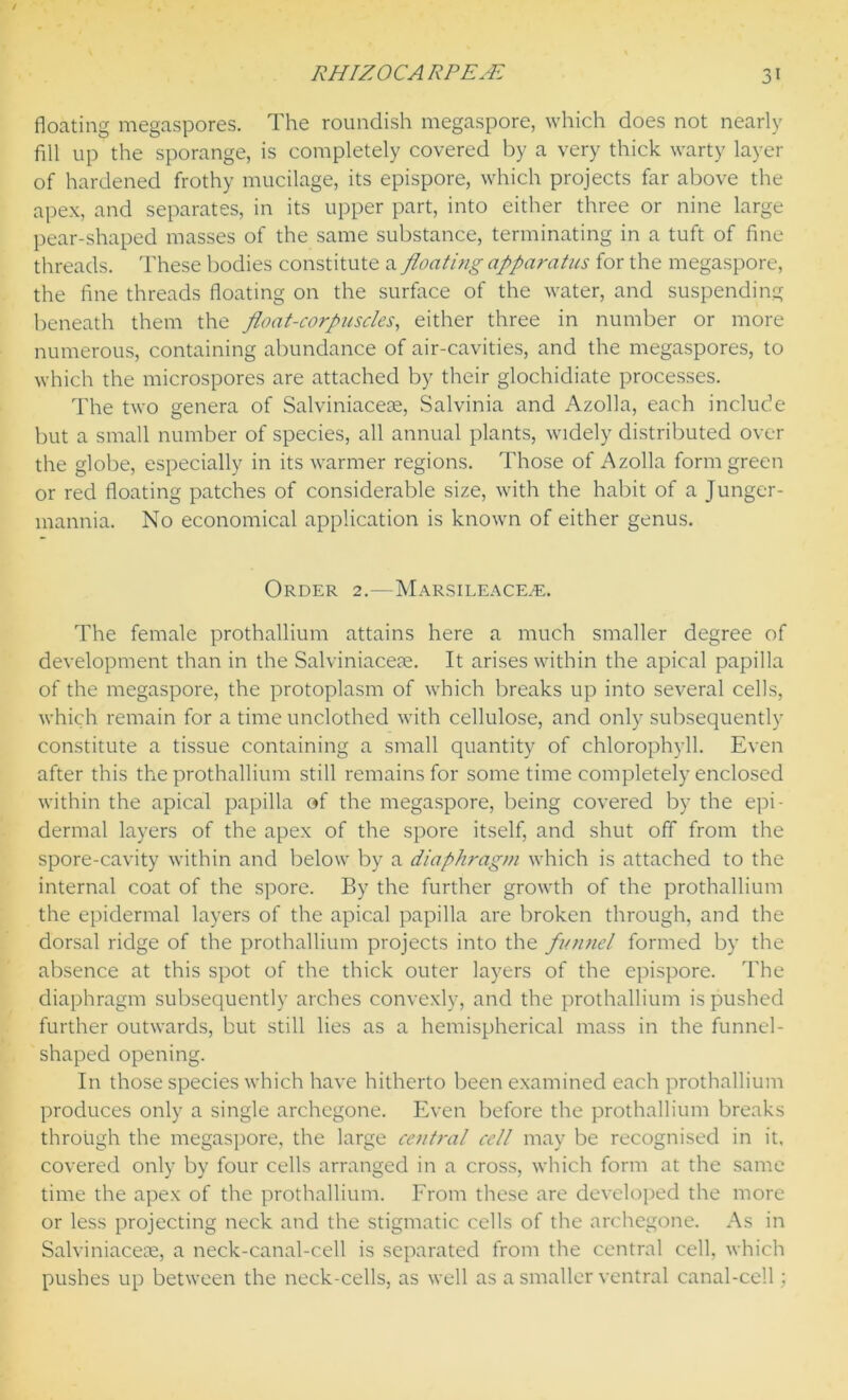 floating megaspores. The roundish megaspore, which does not nearly fill up the sporange, is completely covered by a very thick warty layer of hardened frothy mucilage, its epispore, which projects far above the apex, and separates, in its upper part, into either three or nine large pear-shaped masses of the same substance, terminating in a tuft of fine threads. These bodies constitute a floating apparatus for the megaspore, the fine threads floating on the surface of the water, and suspending beneath them the float-corpuscles, either three in number or more numerous, containing abundance of air-cavities, and the megaspores, to which the microspores are attached by their glochidiate processes. The two genera of Salviniacese, Salvinia and Azolla, each include but a small number of species, all annual plants, widely distributed over the globe, especially in its warmer regions. Those of Azolla form green or red floating patches of considerable size, with the habit of a Junger- mannia. No economical application is known of either genus. Order 2.—Marsileace.®. The female prothallium attains here a much smaller degree of development than in the Salviniacese. It arises within the apical papilla of the megaspore, the protoplasm of which breaks up into several cells, which remain for a time unclothed with cellulose, and only subsequently constitute a tissue containing a small quantity of chlorophyll. Even after this the prothallium still remains for sometime completely enclosed within the apical papilla of the megaspore, being covered by the epi- dermal layers of the apex of the spore itself, and shut off from the spore-cavity within and below by a diaphragm which is attached to the internal coat of the spore. By the further growth of the prothallium the epidermal layers of the apical papilla are broken through, and the dorsal ridge of the prothallium projects into the funnel formed by the absence at this spot of the thick outer layers of the epispore. The diaphragm subsequently arches convexlv, and the prothallium is pushed further outwards, but still lies as a hemispherical mass in the funnel- shaped opening. In those species which have hitherto been examined each prothallium produces only a single archcgone. Even before the prothallium breaks through the megaspore, the large cent?-al cell may be recognised in it, covered only by four cells arranged in a cross, which form at the same time the apex of the prothallium. From these are developed the more or less projecting neck and the stigmatic cells of the archegone. As in Salviniacese, a neck-canal-cell is separated from the central cell, which pushes up between the neck-cells, as well as a smaller ventral canal-cell;
