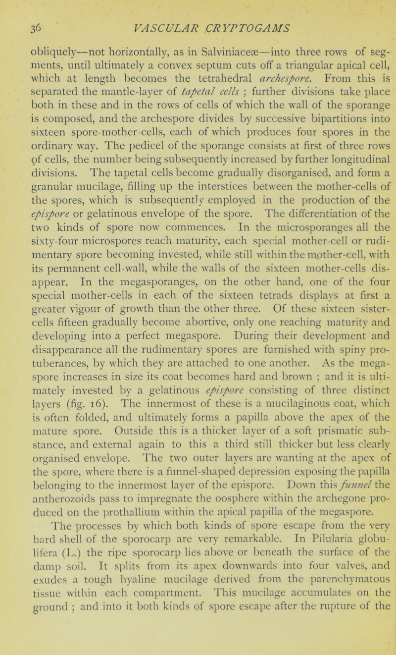 obliquely—not horizontally, as in Salviniaceae—into three rows of seg- ments, until ultimately a convex septum cuts off a triangular apical cell, which at length becomes the tetrahedral archespore. From this is separated the mantle-layer of tapetal cells ; further divisions take place both in these and in the rows of cells of which the wall of the sporange is composed, and the archespore divides by successive bipartitions into sixteen spore-mother-cells, each of which produces four spores in the ordinary way. The pedicel of the sporange consists at first of three rows pf cells, the number being subsequently increased by further longitudinal divisions. The tapetal cells become gradually disorganised, and form a granular mucilage, filling up the interstices between the mother-cells of the spores, which is subsequently employed in the production of the epispore or gelatinous envelope of the spore. The differentiation of the two kinds of spore now commences. In the microsporanges all the sixty-four microspores reach maturity, each special mother-cell or rudi- mentary spore becoming invested, while still within the m.other-cell, with its permanent cell-wall, while the walls of the sixteen mother-cells dis- appear. In the megasporanges, on the other hand, one of the four special mother-cells in each of the sixteen tetrads displays at first a greater vigour of growth than the other three. Of these sixteen sister- cells fifteen gradually become abortive, only one reaching maturity and developing into a perfect megaspore. During their development and disappearance all the rudimentary spores are furnished with spiny pro- tuberances, by which they are attached to one another. As the mega- spore increases in size its coat becomes hard and brown ; and it is ulti- mately invested by a gelatinous epispore consisting of three distinct layers (fig. 16). The innermost of these is a mucilaginous coat, which is often folded, and ultimately forms a papilla above the apex of the mature spore. Outside this is a thicker layer of a soft prismatic sub- stance, and external again to this a third still thicker but less clearly organised envelope. The two outer layers are wanting at the apex of the spore, where there is a funnel-shaped depression exposing the papilla belonging to the innermost layer of the epispore. Down this funnel the antherozoids pass to impregnate the oosphere within the archegone pro- duced on the prothallium within the apical papilla of the megaspore. The processes by which both kinds of spore escape from the very hard shell of the sporocarp are very remarkable. In Pilularia globu- lifera (L.) the ripe sporocarp lies above or beneath the surface of the damp soil. It splits from its apex downwards into four valves, and exudes a tough hyaline mucilage derived from the parenchymatous tissue within each compartment. This mucilage accumulates on the ground ; and into it both kinds of spore escape after the rupture of the