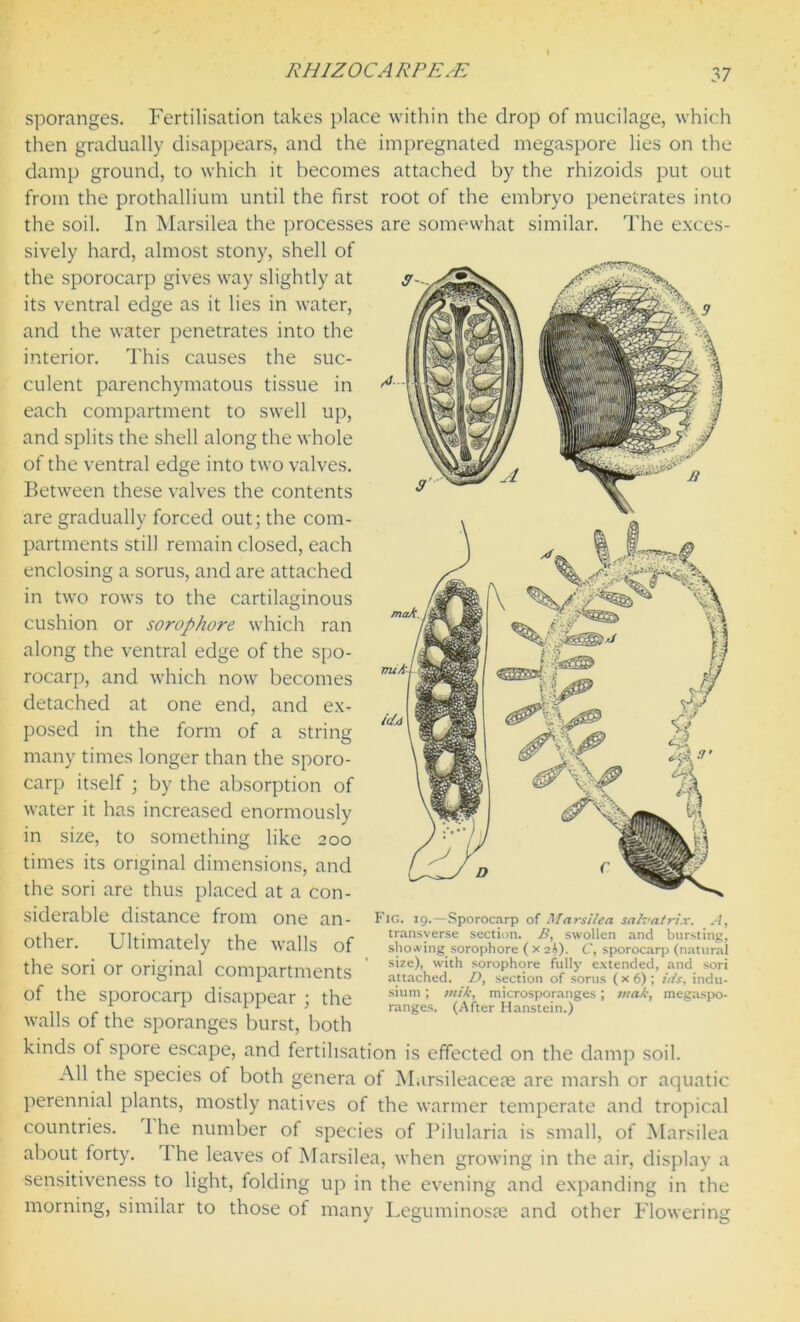 sporanges. Fertilisation takes place within the drop of mucilage, which then gradually disappears, and the impregnated megaspore lies on the damp ground, to which it becomes attached by the rhizoids put out from the prothallium until the first root of the embryo penetrates into the soil. In Marsilea the processes are somewhat similar. The exces- sively hard, almost stony, shell of the sporocarp gives way slightly at its ventral edge as it lies in water, and the water penetrates into the interior. This causes the suc- culent parenchymatous tissue in each compartment to swell up, and splits the shell along the whole of the ventral edge into two valves. Between these valves the contents are gradually forced out; the com- partments still remain closed, each enclosing a sorus, and are attached in two rows to the cartilaginous cushion or sorophore which ran along the ventral edge of the spo- rocarp, and which now becomes detached at one end, and ex- posed in the form of a string many times longer than the sporo- carp itself ; by the absorption of water it has increased enormously in size, to something like 200 times its original dimensions, and the sori are thus placed at a con- siderable distance from one an- other. Ultimately the walls of the sori or original compartments of the sporocarp disappear ; the walls of the sporanges burst, both kinds ot spore escape, and fertilisation is effected on the damp soil. All the species of both genera of Marsileacere are marsh or aquatic perennial plants, mostly natives of the warmer temperate and tropical countries. 1 he number of species of Pilularia is small, of Marsilea about forty. 1 he leaves of Marsilea, when growing in the air, display a sensitiveness to light, folding up in the evening and expanding in the morning, similar to those of many Leguminosse and other Flowering Fig. 19.—Sporocarp of Marsilea salvatrix. A, transverse section. B, swollen and bursting, showing sorophore ( x 2A). C, sporocarp (natural size), with sorophore fully extended, and sori attached. D, section of sorus (x6); ids, indu- sium; tnik, microsporanges; »iak, megaspo- ranges. (After Hanstein.)