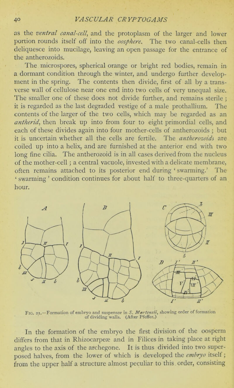 as the ventral canal-cell, and the protoplasm of the larger and lower portion rounds itself off into the oosphere. The two canal-cells then deliquesce into mucilage, leaving an open passage for the entrance of the antherozoids. The microspores, spherical orange or bright red bodies, remain in a dormant condition through the winter, and undergo further develop- ment in the spring. The contents then divide, first of all by a trans- verse wall of cellulose near one end into two cells of very unequal size. The smaller one of these does not divide further, and remains sterile ; it is regarded as the last degraded vestige of a male prothallium. The contents of the larger of the two cells, which may be regarded as an anther id, then break up into from four to eight primordial cells, and each of these divides again into four mother-cells of antherozoids ; but it is uncertain whether all the cells are fertile. The antherozoids are coiled up into a helix, and are furnished at the anterior end with two long fine cilia. The antherozoid is in all cases derived from the nucleus of the mother-cell; a central vacuole, invested with a delicate membrane, often remains attached to its posterior end during ‘ swarming.’ The ‘ swarming ’ condition continues for about half to three-quarters of an hour. Fig. 2i.—Formation of embryo and suspensor in .S'. Martensii, showing order of formation of dividing walls. (After Pfeffer.) In the formation of the embryo the first division of the oosperm differs from that in Rhizocarpese and in Filices in taking place at right angles to the axis of the archegone. It is thus divided into two super- posed halves, from the lower of which is developed the embryo itself; from the upper half a structure almost peculiar to this order, consisting