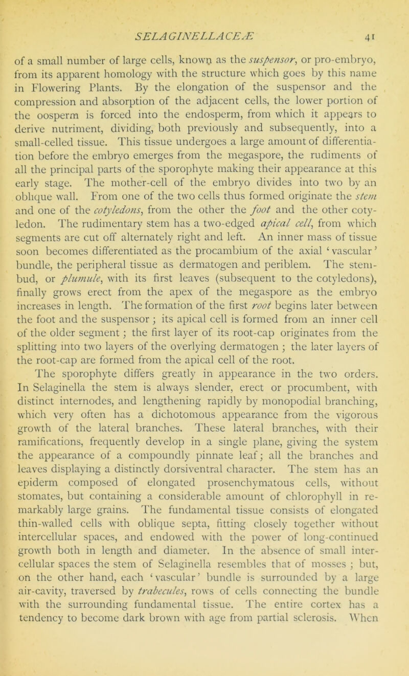 of a small number of large cells, knowp as the suspensor, or pro-embryo, from its apparent homology with the structure which goes by this name in Flowering Plants. By the elongation of the suspensor and the compression and absorption of the adjacent cells, the lower portion of the oosperm is forced into the endosperm, from which it appears to derive nutriment, dividing, both previously and subsequently, into a small-celled tissue. This tissue undergoes a large amount of differentia- tion before the embryo emerges from the megaspore, the rudiments of all the principal parts of the sporophyte making their appearance at this early stage. The mother-cell of the embryo divides into two by an oblique wall. From one of the two cells thus formed originate the stem and one of the cotyledons, from the other the foot and the other coty- ledon. The rudimentary stem has a two-edged apical cell, from which segments are cut off alternately right and left. An inner mass of tissue soon becomes differentiated as the procambium of the axial ‘ vascular ’ bundle, the peripheral tissue as dermatogen and periblem. The stem- bud, or plumule, with its first leaves (subsequent to the cotyledons), finally grows erect from the apex of the megaspore as the embryo increases in length. The formation of the first root begins later between the foot and the suspensor ; its apical cell is formed from an inner cell of the older segment; the first layer of its root-cap originates from the splitting into two layers of the overlying dermatogen ; the later layers of the root-cap are formed from the apical cell of the root. The sporophyte differs greatly in appearance in the two orders. In Selaginella the stem is always slender, erect or procumbent, with distinct internodes, and lengthening rapidly by monopodial branching, which very often has a dichotomous appearance from the vigorous growth of the lateral branches. These lateral branches, with their ramifications, frequently develop in a single plane, giving the system the appearance of a compoundly pinnate leaf; all the branches and leaves displaying a distinctly dorsiventral character. The stem has an epiderm composed of elongated prosenchymatous cells, without stomates, but containing a considerable amount of chlorophyll in re- markably large grains. The fundamental tissue consists of elongated thin-walled cells with oblique septa, fitting closely together without intercellular spaces, and endowed with the power of long-continued growth both in length and diameter. In the absence of small inter- cellular spaces the stem of Selaginella resembles that of mosses ; but, on the other hand, each ‘vascular’ bundle is surrounded by a large air-cavity, traversed by trabecules, rows of cells connecting the bundle with the surrounding fundamental tissue. The entire cortex has a tendency to become dark brown with age from partial sclerosis. When