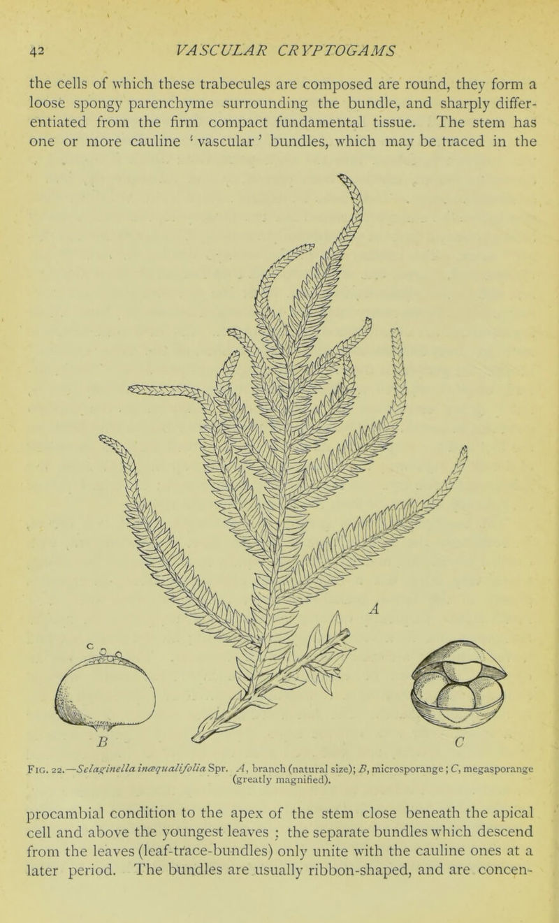 the cells of which these trabecules are composed are round, they form a loose spongy parenchyme surrounding the bundle, and sharply differ- entiated from the firm compact fundamental tissue. The stem has one or more cauline ! vascular ’ bundles, which may be traced in the Fig. 22.—Selaginella inaqualifolia Spr. A, branch (natural size); B, microsporange; C, megasporange (greatly magnified). procambial condition to the apex of the stem close beneath the apical cell and above the youngest leaves : the separate bundles which descend from the leaves (leaf-trace-bundles) only unite with the cauline ones at a later period. The bundles are usually ribbon-shaped, and are concen-