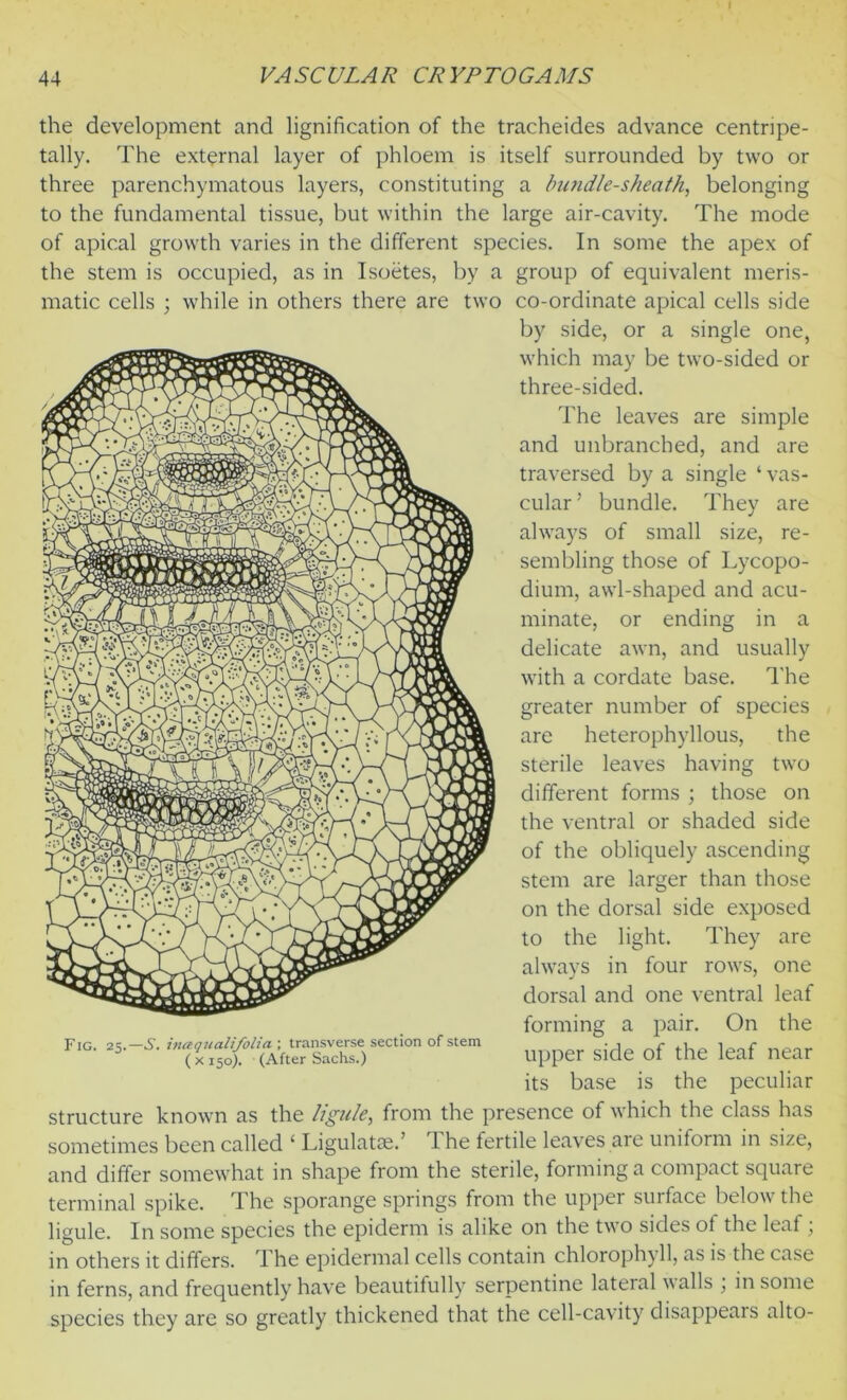 I 44 VASCULAR CRYPTOGAMS the development and lignification of the tracheides advance centripe- tally. The external layer of phloem is itself surrounded by two or three parenchymatous layers, constituting a bundle-sheath, belonging to the fundamental tissue, but within the large air-cavity. The mode of apical growth varies in the different species. In some the apex of the stem is occupied, as in Isoetes, by a group of equivalent meris- co-ordinate apical cells side by side, or a single one, which may be two-sided or three-sided. The leaves are simple and unbranched, and are traversed by a single ‘vas- cular’ bundle. They are always of small size, re- sembling those of Lycopo- dium, awl-shaped and acu- minate, or ending in a delicate awn, and usually with a cordate base. 1'he greater number of species are heterophyllous, the sterile leaves having two different forms ; those on the ventral or shaded side of the obliquely ascending stem are larger than those on the dorsal side exposed to the light. They are always in four rows, one dorsal and one ventral leaf forming a pair. On the upper side of the leaf near its base is the peculiar structure known as the ligule, from the presence of which the class has sometimes been called ‘ Ligulatae.’ The fertile leaves are uniform in size, and differ somewhat in shape from the sterile, forming a compact square terminal spike. The sporange springs from the upper surface below the ligule. In some species the epiderm is alike on the two sides of the leaf; in others it differs. T he epidermal cells contain chlorophyll, as is the case in ferns, and frequently have beautifully serpentine lateral walls ; in some species they are so greatly thickened that the cell-cavity disappeais alto- matic cells ; while in others there are two Fig. 25.-5. inaqualifolia ; transverse section of stem ( x 150). (After Sachs.)