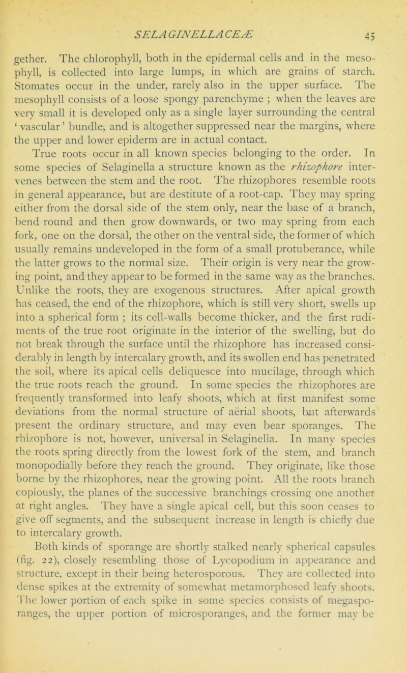 gether. The chlorophyll, both in the epidermal cells and in the meso- phyll, is collected into large lumps, in which are grains of starch. Stomates occur in the under, rarely also in the upper surface. The mesophyll consists of a loose spongy parenchyme ; when the leaves are very small it is developed only as a single layer surrounding the central ‘ vascular’ bundle, and is altogether suppressed near the margins, where the upper and lower epiderm are in actual contact. True roots occur in all known species belonging to the order. In some species of Selaginella a structure known as the rhizophore inter- venes between the stem and the root. The rhizophores resemble roots in general appearance, but are destitute of a root-cap. They may spring either from the dorsal side of the stem only, near the base of a branch, bend round and then grow downwards, or two may spring from each fork, one on the dorsal, the other on the ventral side, the former of which usually remains undeveloped in the form of a small protuberance, while the latter grows to the normal size. Their origin is very near the grow- ing point, and they appear to be formed in the same way as the branches. Unlike the roots, they are exogenous structures. After apical growth has ceased, the end of the rhizophore, which is still very short, swells up into a spherical form ; its cell-walls become thicker, and the first rudi- ments of the true root originate in the interior of the swelling, but do not break through the surface until the rhizophore has increased consi- derably in length by intercalary growth, and its swollen end has penetrated the soil, where its apical cells deliquesce into mucilage, through which the true roots reach the ground. In some species the rhizophores are frequently transformed into leafy shoots, which at first manifest some deviations from the normal structure of aerial shoots, but afterwards present the ordinary structure, and may even bear sporanges. The rhizophore is not, however, universal in Selaginelia. In many species the roots spring directly from the lowest fork of the stem, and branch monopodially before they reach the ground. They originate, like those borne by the rhizophores, near the growing point. All the roots branch copiously, the planes of the successive branchings crossing one another at right angles. They have a single apical cell, but this soon ceases to give off segments, and the subsequent increase in length is chiefly due to intercalary growth. Both kinds of sporange are shortly stalked nearly spherical capsules (fig. 22), closely resembling those of Lycopodium in appearance and structure, except in their being heterosporous. They are collected into dense spikes at the extremity of somewhat metamorphosed leafy shoots. The lower portion of each spike in some species consists of megaspo- ranges, the upper portion of microsporanges, and the former may be