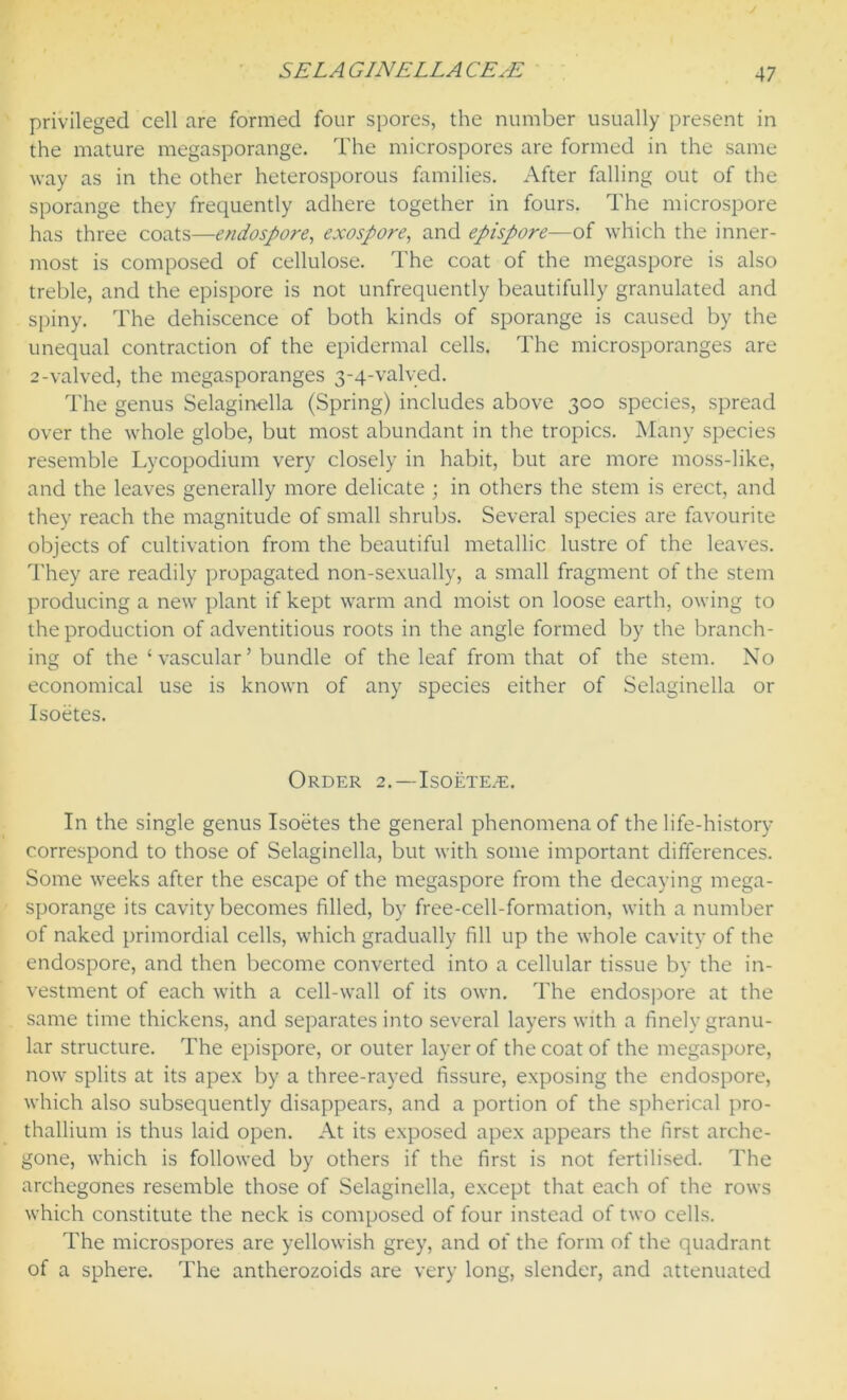 privileged cell are formed four spores, the number usually present in the mature megasporange. The microspores are formed in the same way as in the other heterosporous families. After falling out of the sporange they frequently adhere together in fours. The microspore has three coats—endospore, exospore, and epispore—of which the inner- most is composed of cellulose. The coat of the megaspore is also treble, and the epispore is not unfrequently beautifully granulated and spiny. The dehiscence of both kinds of sporange is caused by the unequal contraction of the epidermal cells. The microsporanges are 2-valved, the megasporanges 3-4-valyed. The genus Selaginella (Spring) includes above 300 species, spread over the whole globe, but most abundant in the tropics. Many species resemble Lycopodium very closely in habit, but are more moss-like, and the leaves generally more delicate ; in others the stem is erect, and they reach the magnitude of small shrubs. Several species are favourite objects of cultivation from the beautiful metallic lustre of the leaves. They are readily propagated non-sexually, a small fragment of the stem producing a new plant if kept warm and moist on loose earth, owing to the production of adventitious roots in the angle formed by the branch- ing of the ‘vascular’ bundle of the leaf from that of the stem. No economical use is known of any species either of Selaginella or Isoetes. Order 2.—Isoeteze. In the single genus Isoetes the general phenomena of the life-history correspond to those of Selaginella, but with some important differences. Some weeks after the escape of the megaspore from the decaying mega- sporange its cavity becomes filled, by free-cell-formation, with a number of naked primordial cells, which gradually fill up the whole cavity of the endospore, and then become converted into a cellular tissue by the in- vestment of each with a cell-wall of its own. The endospore at the same time thickens, and separates into several layers with a finely granu- lar structure. The epispore, or outer layer of the coat of the megaspore, now splits at its apex by a three-rayed fissure, exposing the endospore, which also subsequently disappears, and a portion of the spherical pro- thallium is thus laid open. At its exposed apex appears the first arche- gone, which is followed by others if the first is not fertilised. The archegones resemble those of Selaginella, except that each of the rows which constitute the neck is composed of four instead of two cells. The microspores are yellowish grey, and of the form of the quadrant of a sphere. The antherozoids are very long, slender, and attenuated