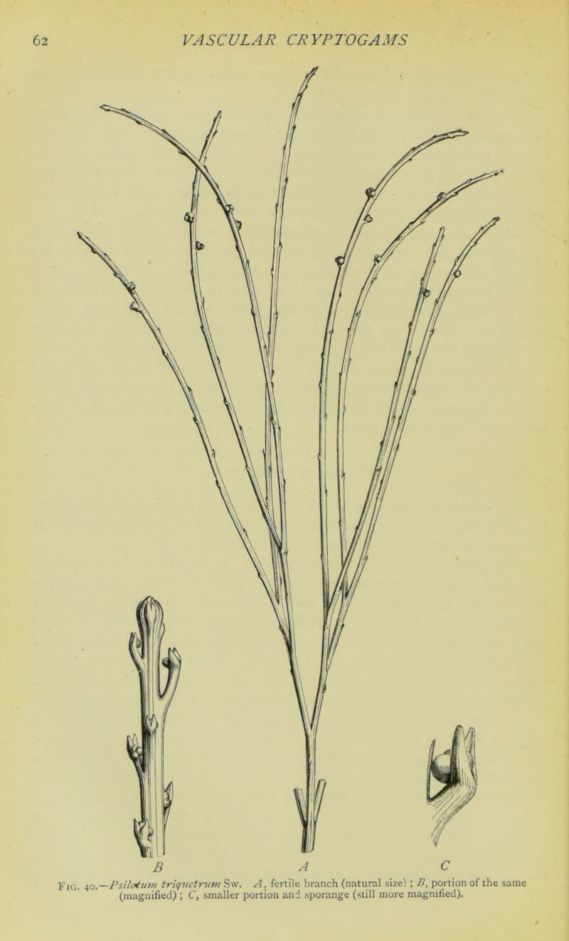 Fig. 40,—Psilotum triquetrum Sw. A, fertile branch (natural size) ; B, portion of the same (magnified) ; C, smaller portion and sporange (still more magnified).