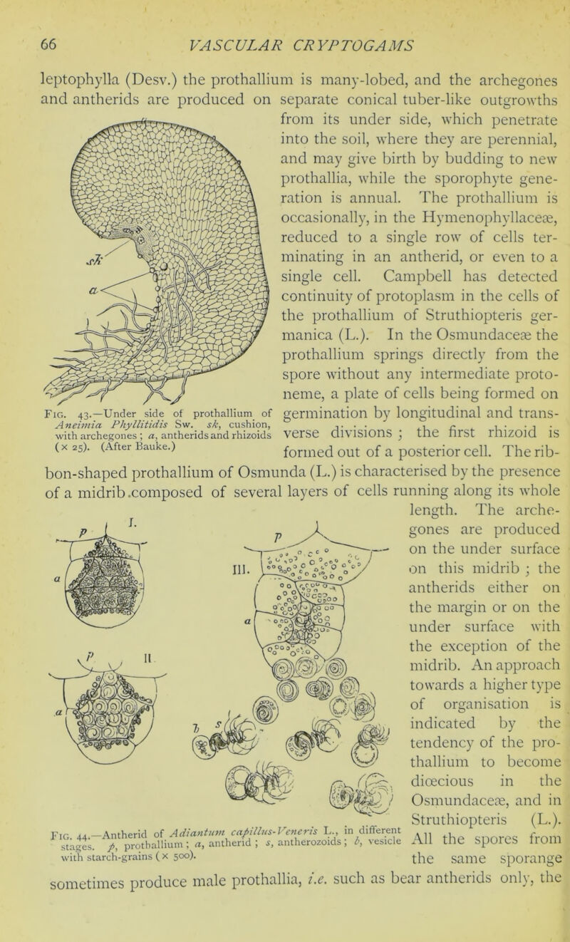 S Fig. 43.—Under side of prothallium of Aneimia Phyllitidis Sw. sk, cushion, with archegones ; a, antheridsand rhizoids ( x 25). (After Bauke.) leptophylla (Desv.) the prothallium is many-lobed, and the archegones and antherids are produced on separate conical tuber-like outgrowths from its under side, which penetrate into the soil, where they are perennial, and may give birth by budding to new prothallia, while the sporophyte gene- ration is annual. The prothallium is occasionally, in the Hymenophyllacese, reduced to a single row of cells ter- minating in an antherid, or even to a single cell. Campbell has detected continuity of protoplasm in the cells of the prothallium of Struthiopteris ger- manica (L.). In the Osmundaceae the prothallium springs directly from the spore without any intermediate proto- neme, a plate of cells being formed on germination by longitudinal and trans- verse divisions ; the first rhizoid is formed out of a posterior cell. The rib- bon-shaped prothallium of Osmunda (L.) is characterised by the presence of a midrib .composed of several layers of cells running along its whole length. The arche- gones are produced on the under surface on this midrib ; the antherids either on the margin or on the under surface with the exception of the midrib. An approach towards a higher type of organisation is indicated by the tendency of the pro- thallium to become dioecious in the Osmundaceae, and in Struthiopteris (L.). All the spores from the same sporange sometimes produce male prothallia, i.e. such as bear antherids only, the Fig 44—Antherid of Adiantum Camillas-Veneris L., in different stages. /, prothallium ; a, antherid ; 4, antherozoids ; b, vesicle with starch-grains ( x 500).